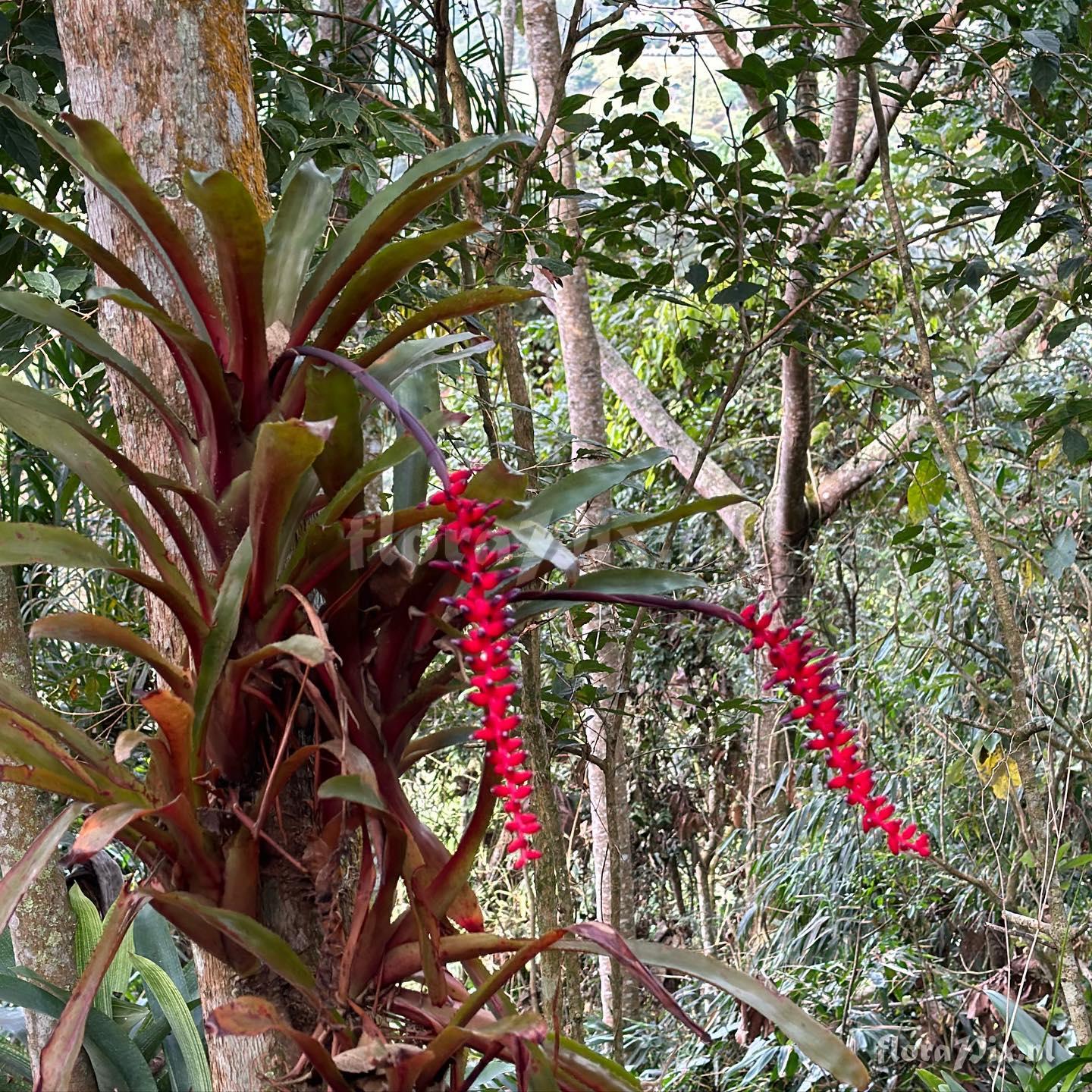 Aechmea victoriana