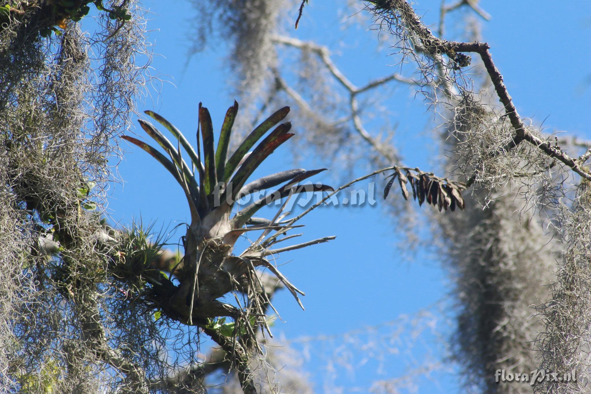 Vriesea platzmannii