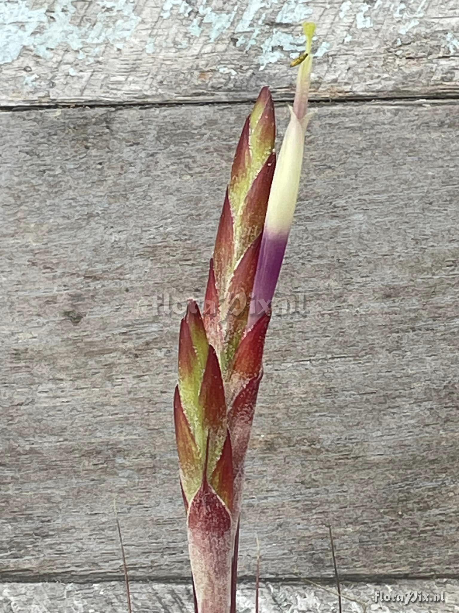 Tillandsia chapalillaensis