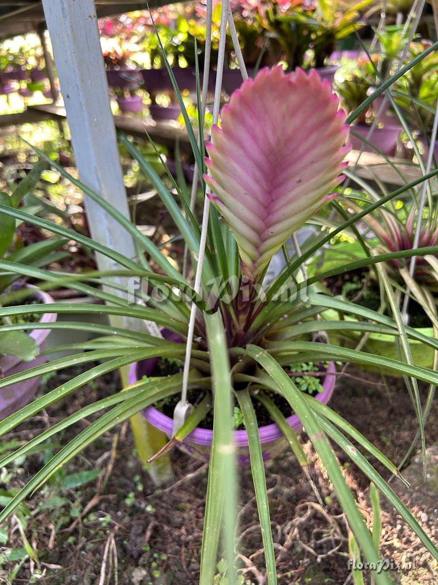 Wallisia cyanea