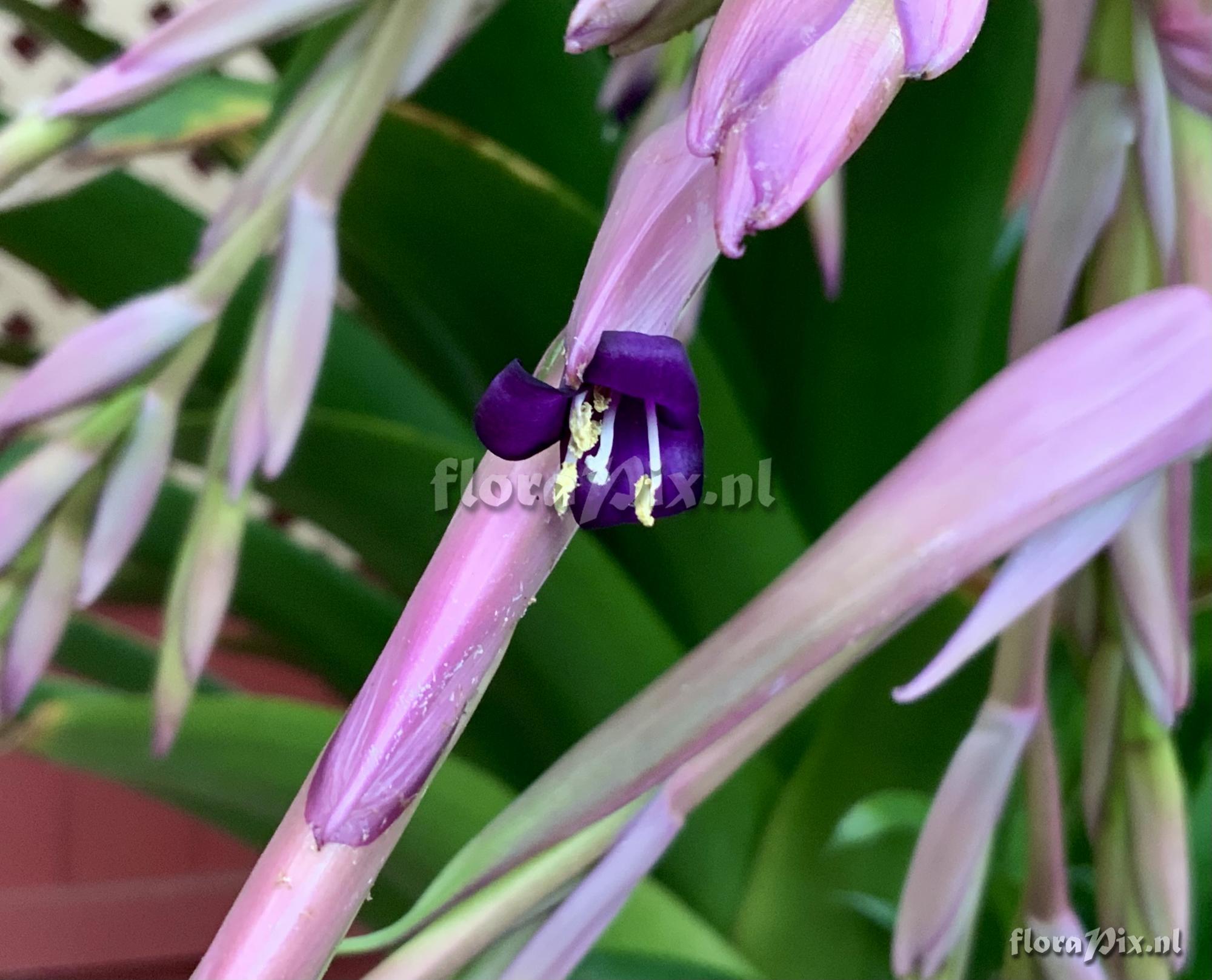 Tillandsia australis