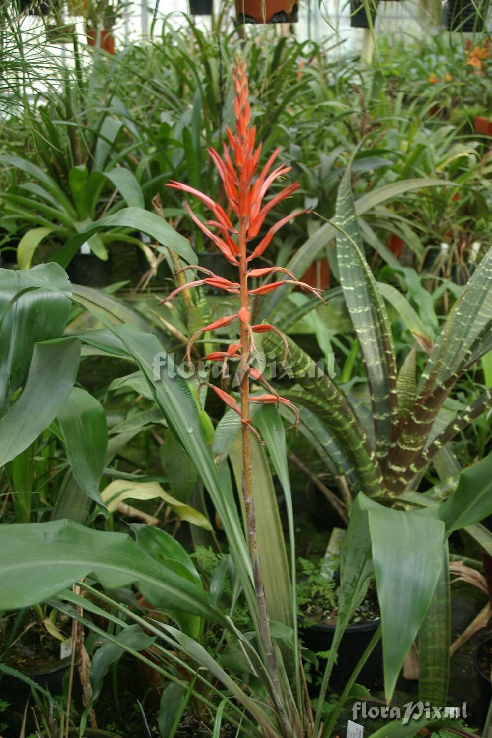 Pitcairnia sp MS