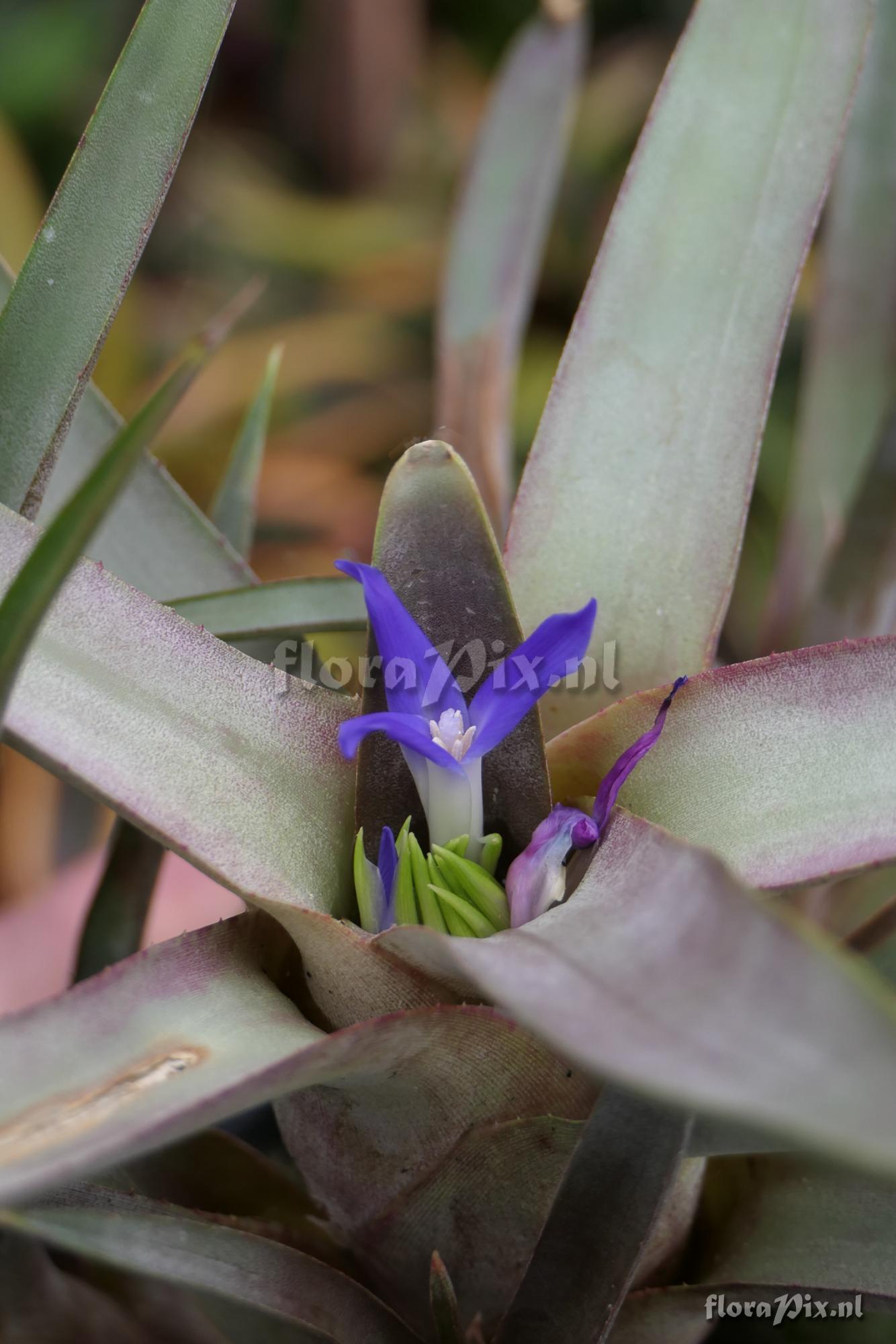 Neoregelia bahiana