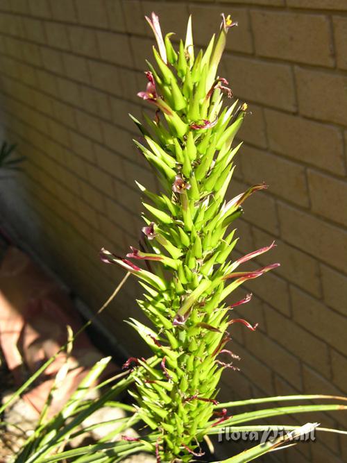 Puya