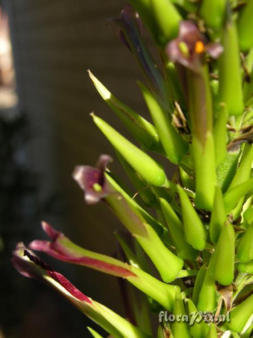 Puya