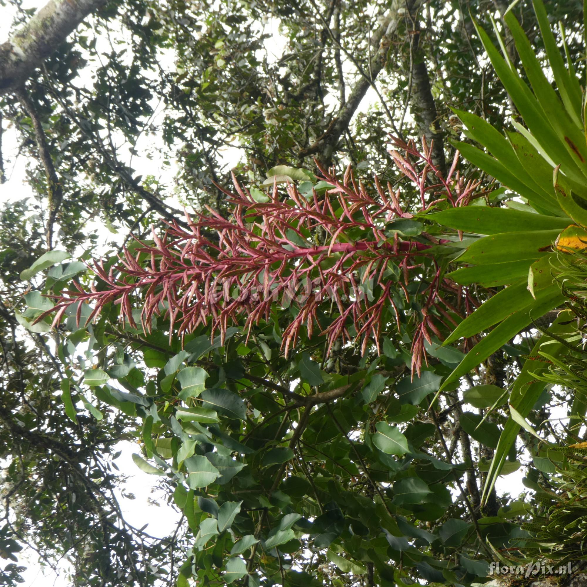 Tillandsia oxapampae