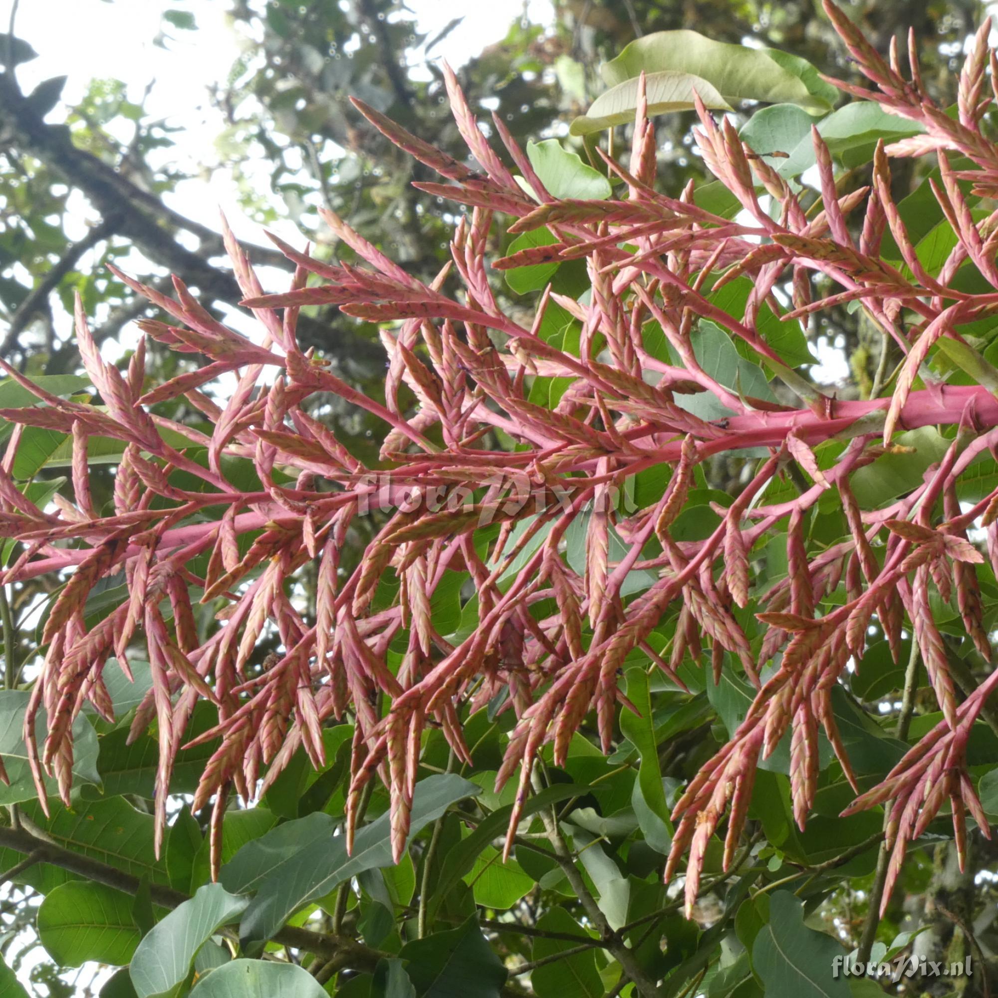 Tillandsia oxapampae