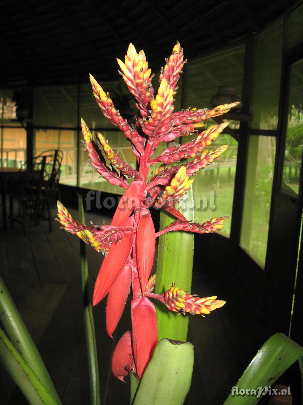 Aechmea sp. Iquitos 2