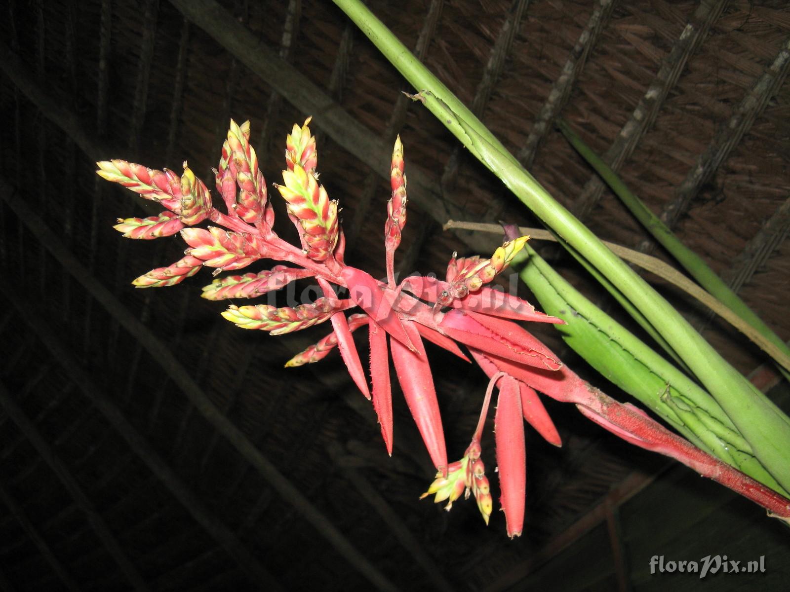 Aechmea sp. Iquitos 2