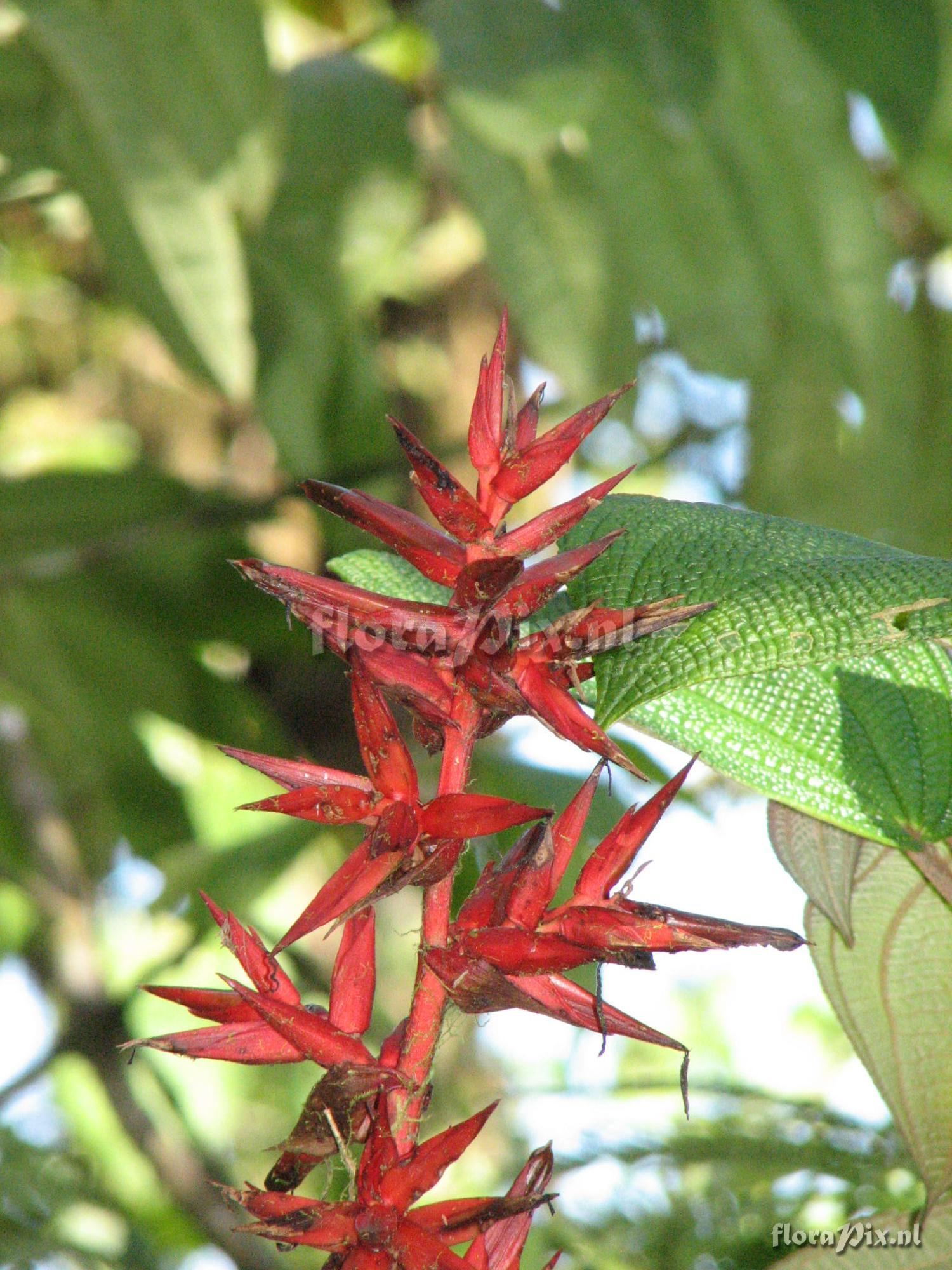 Guzmania Brom 1 Maquipucuna