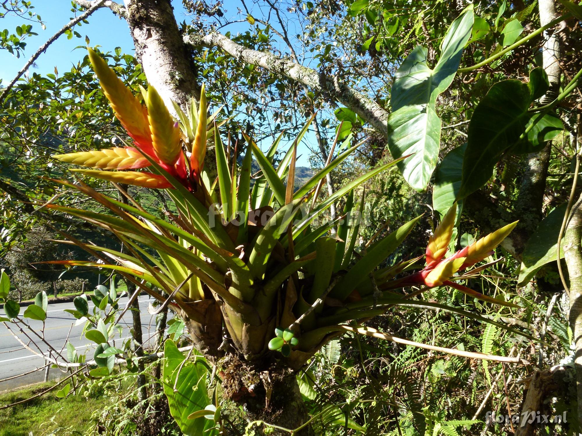 Tillandsia digitatispicata