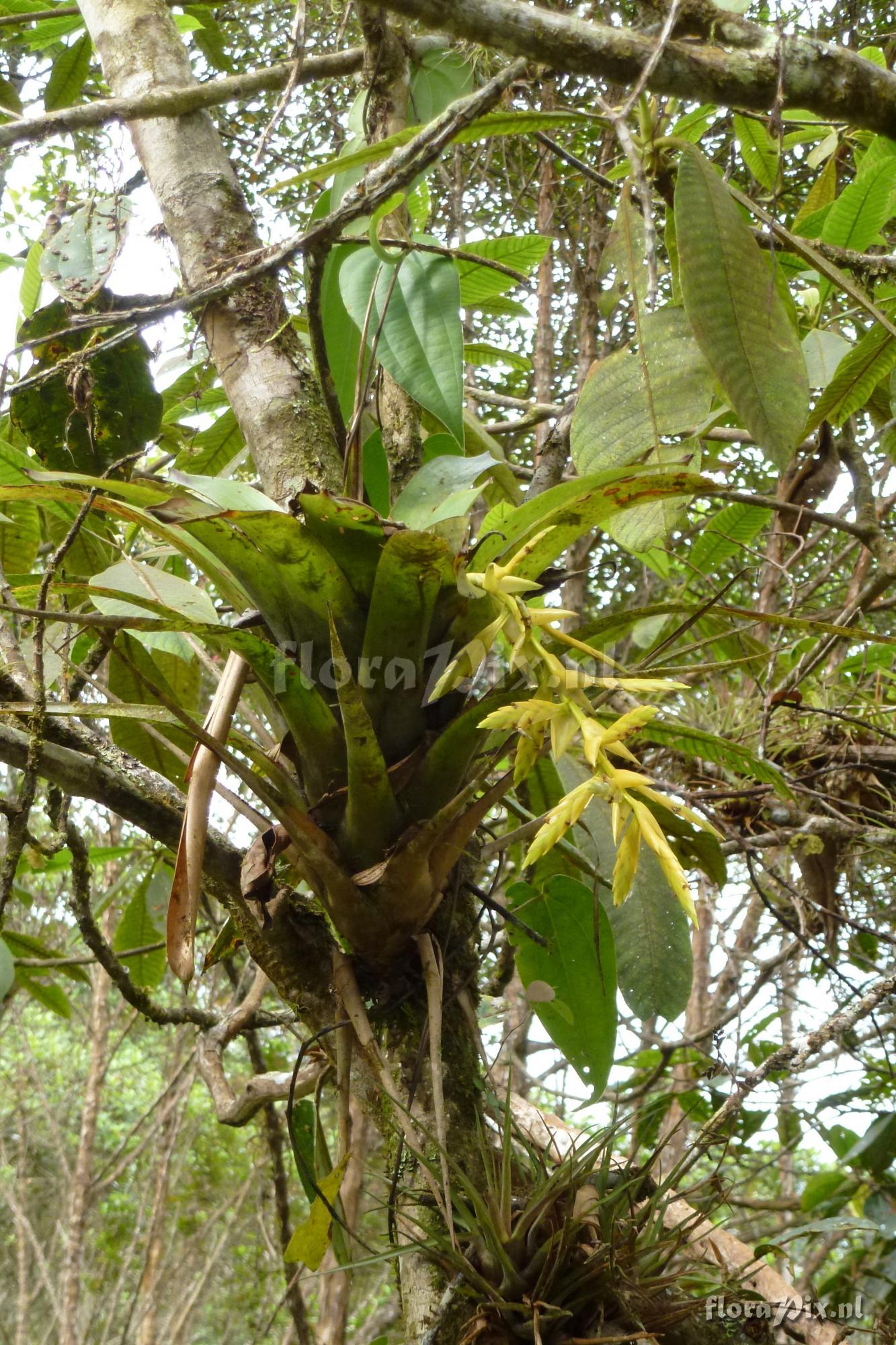 Tillandsia luteoviridispica