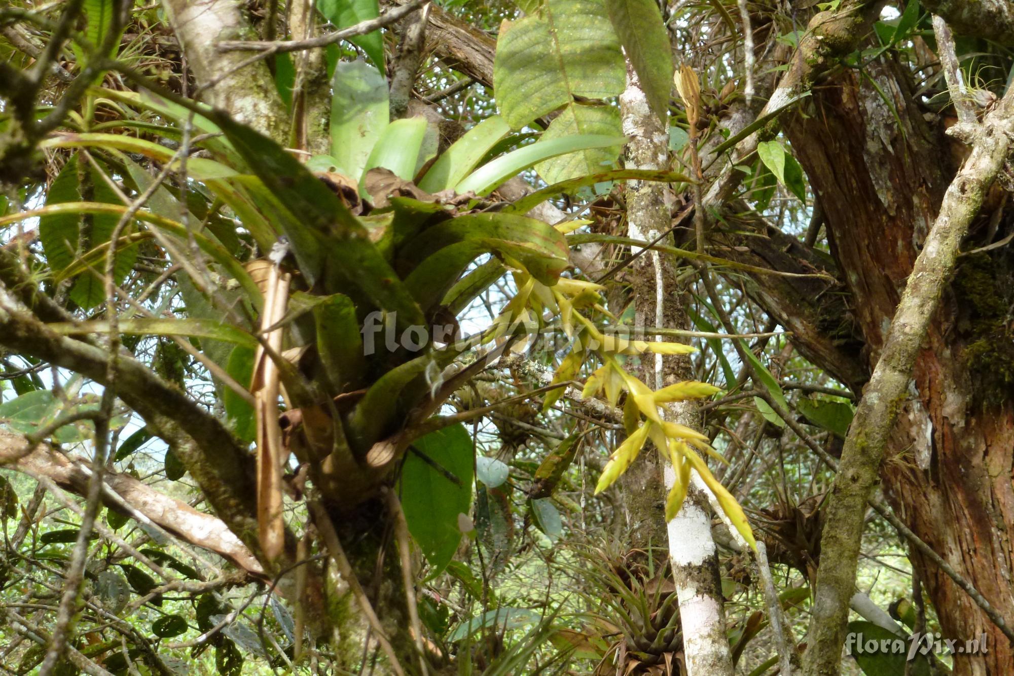 Tillandsia luteoviridispica