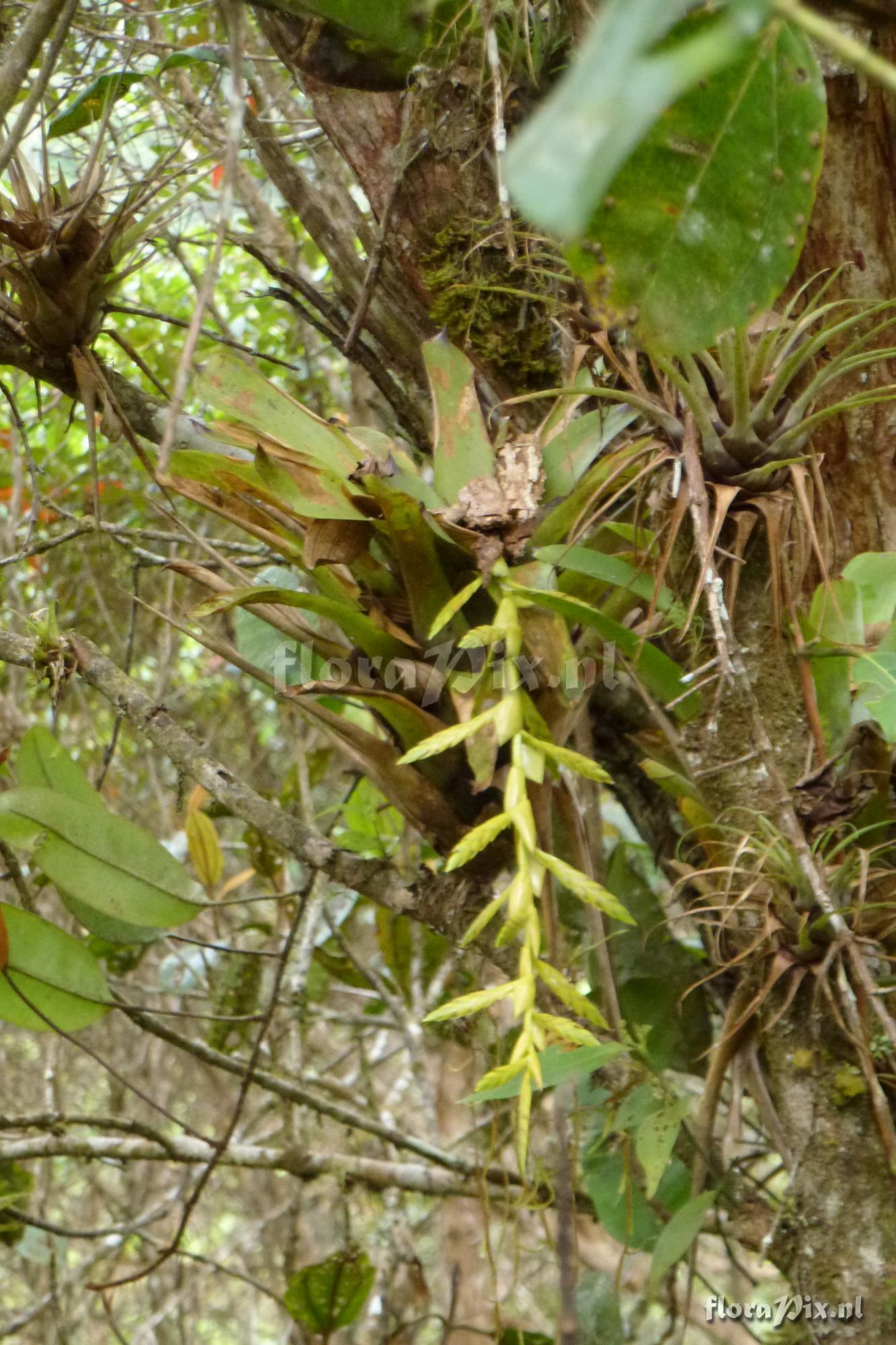 Tillandsia luteoviridispica