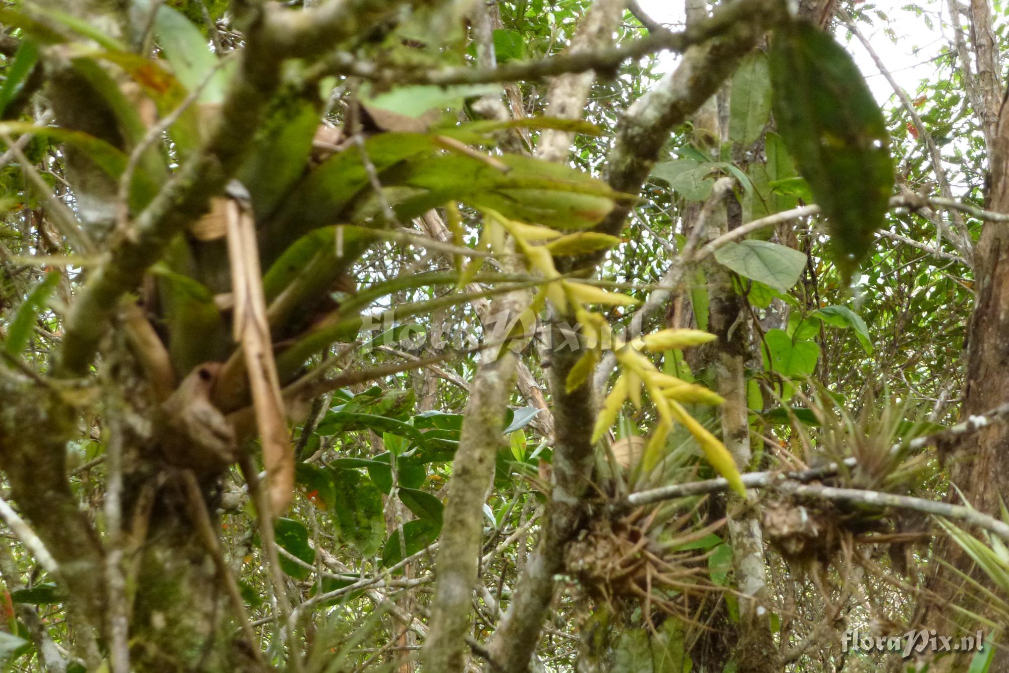 Tillandsia luteoviridispica