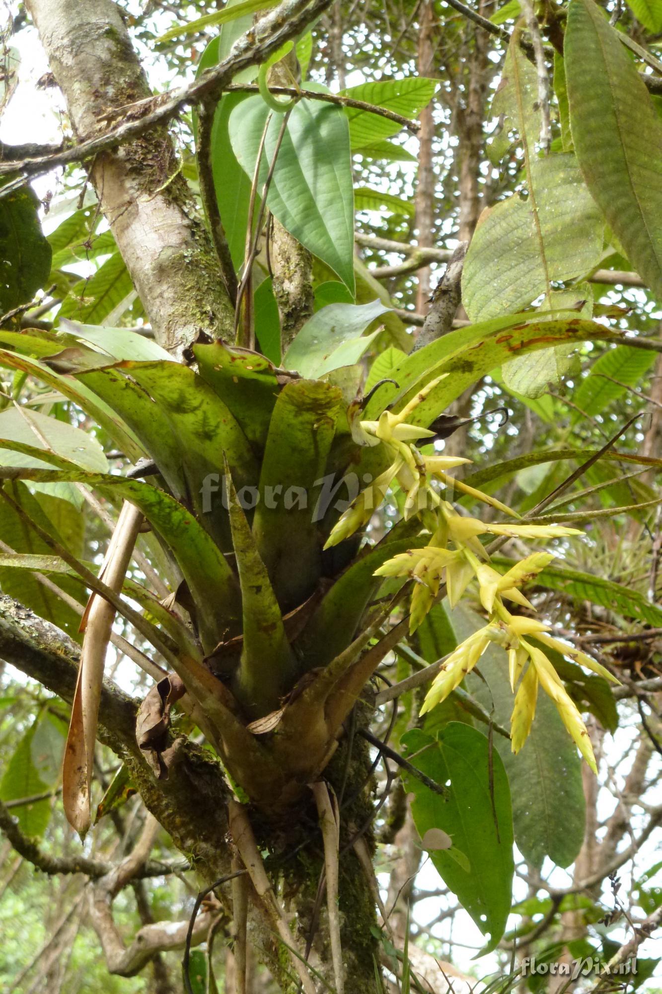 Tillandsia luteoviridispica