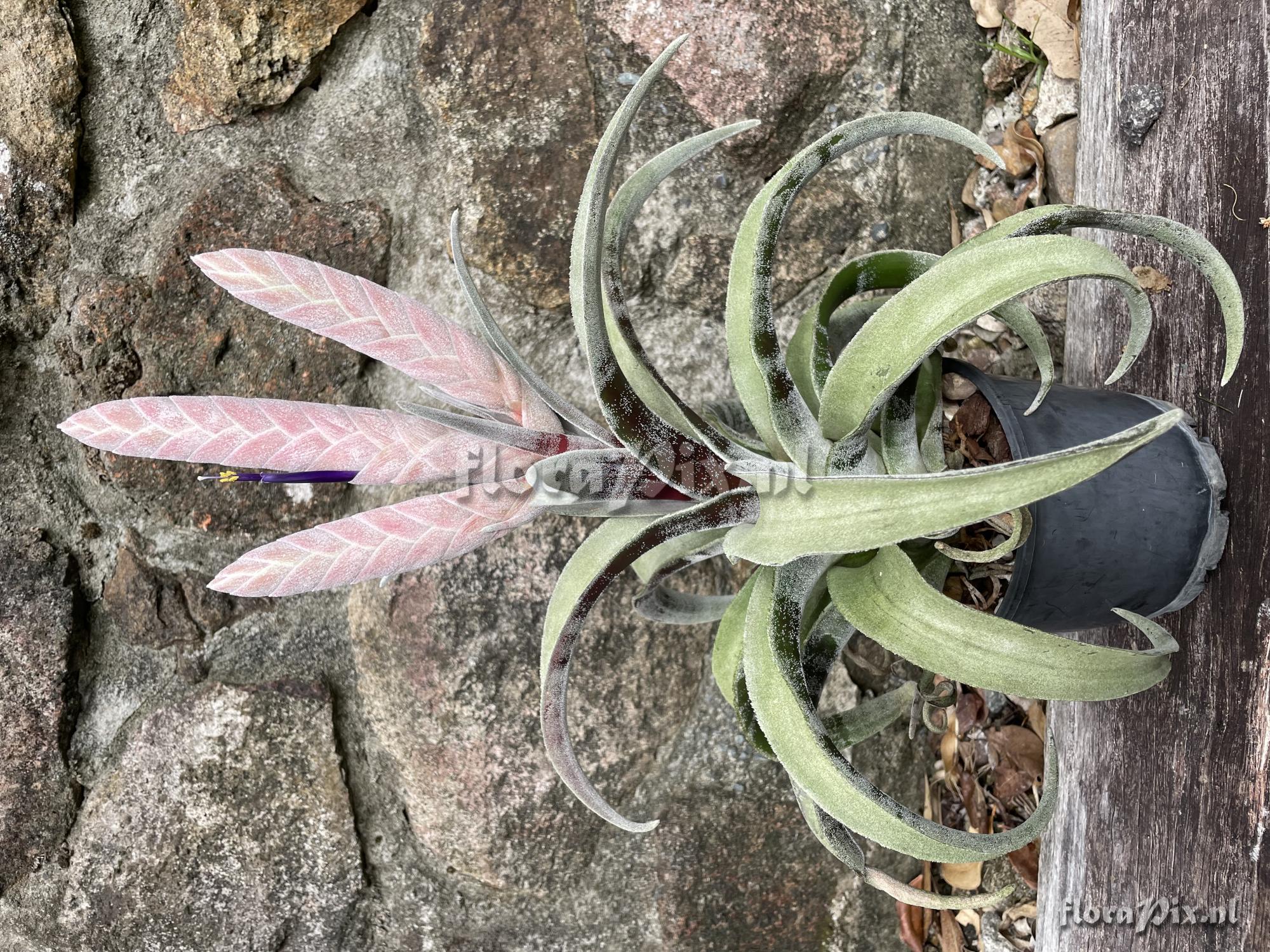 Tillandsia chicoasena