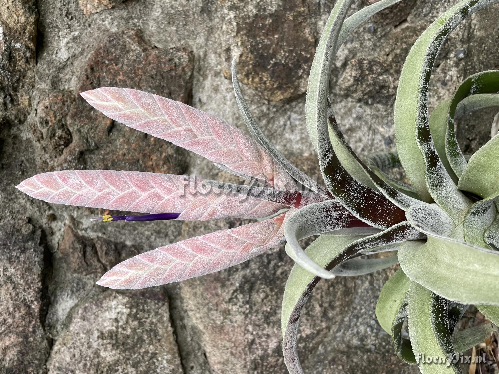 Tillandsia chicoasena