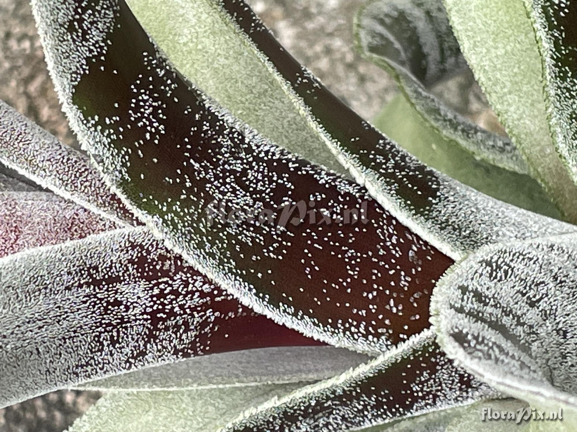 Tillandsia chicoasena