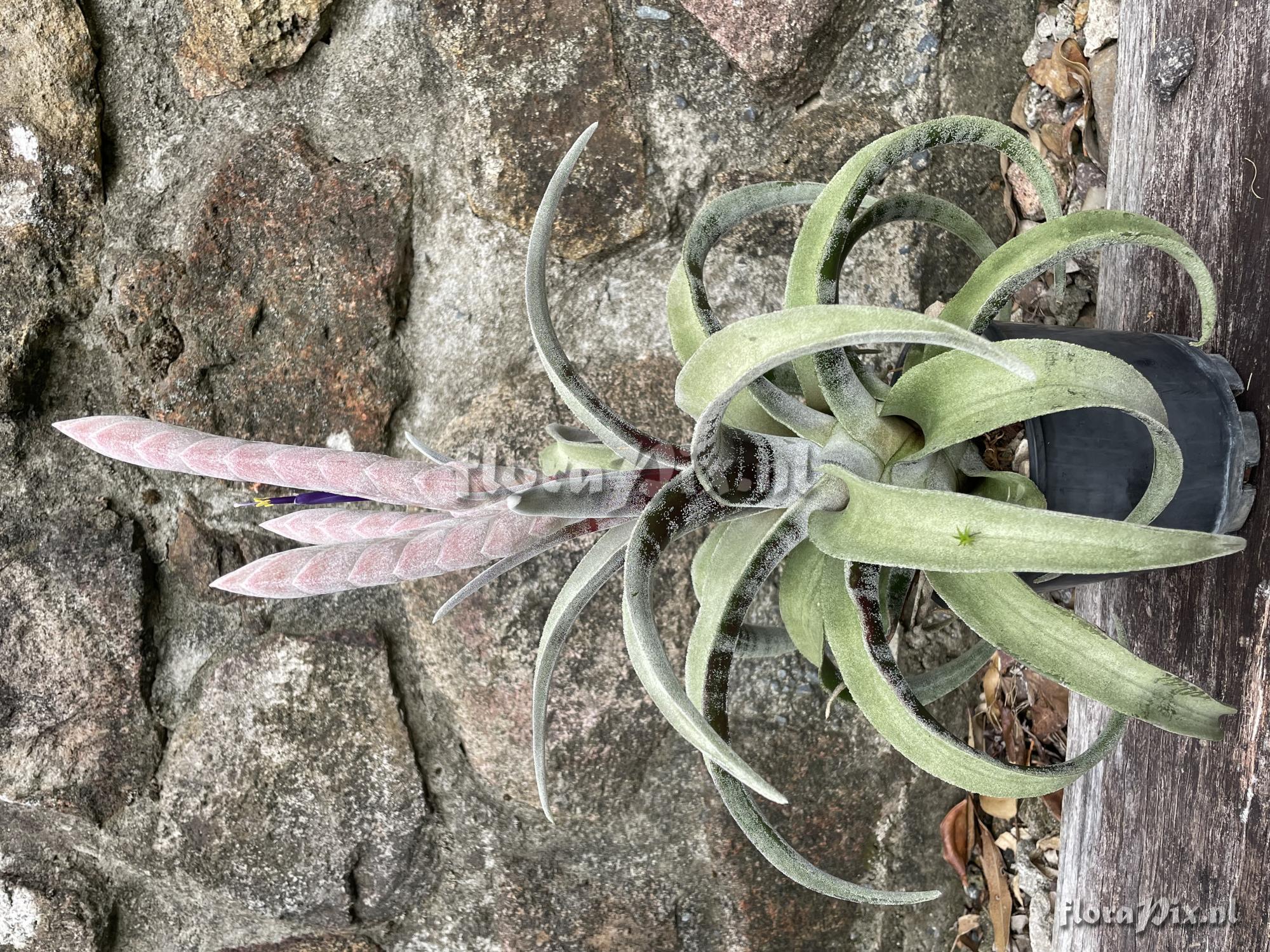 Tillandsia chicoasena