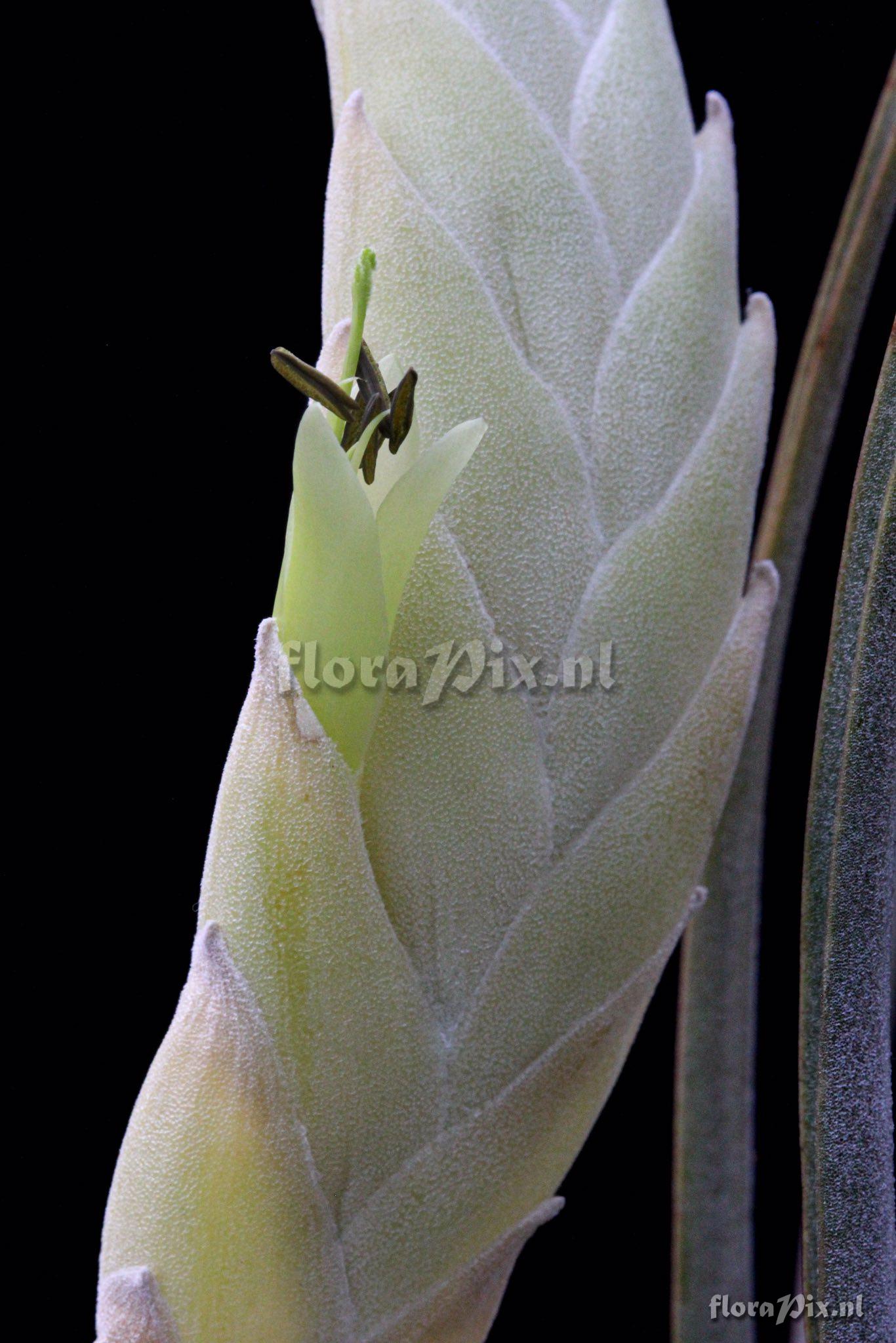 Tillandsia curvispica