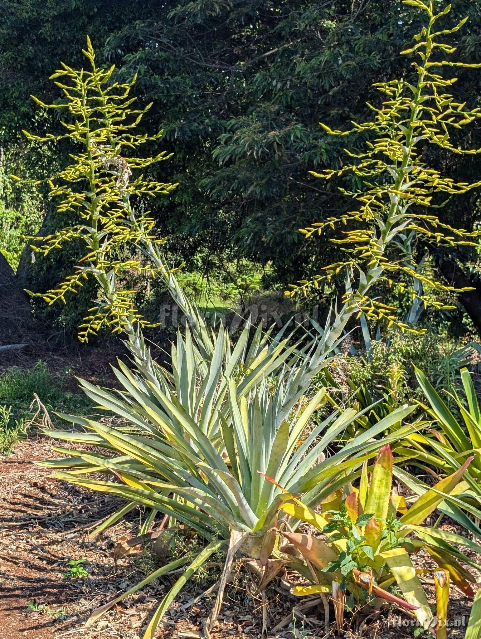 Alcantarea acuminatifolia