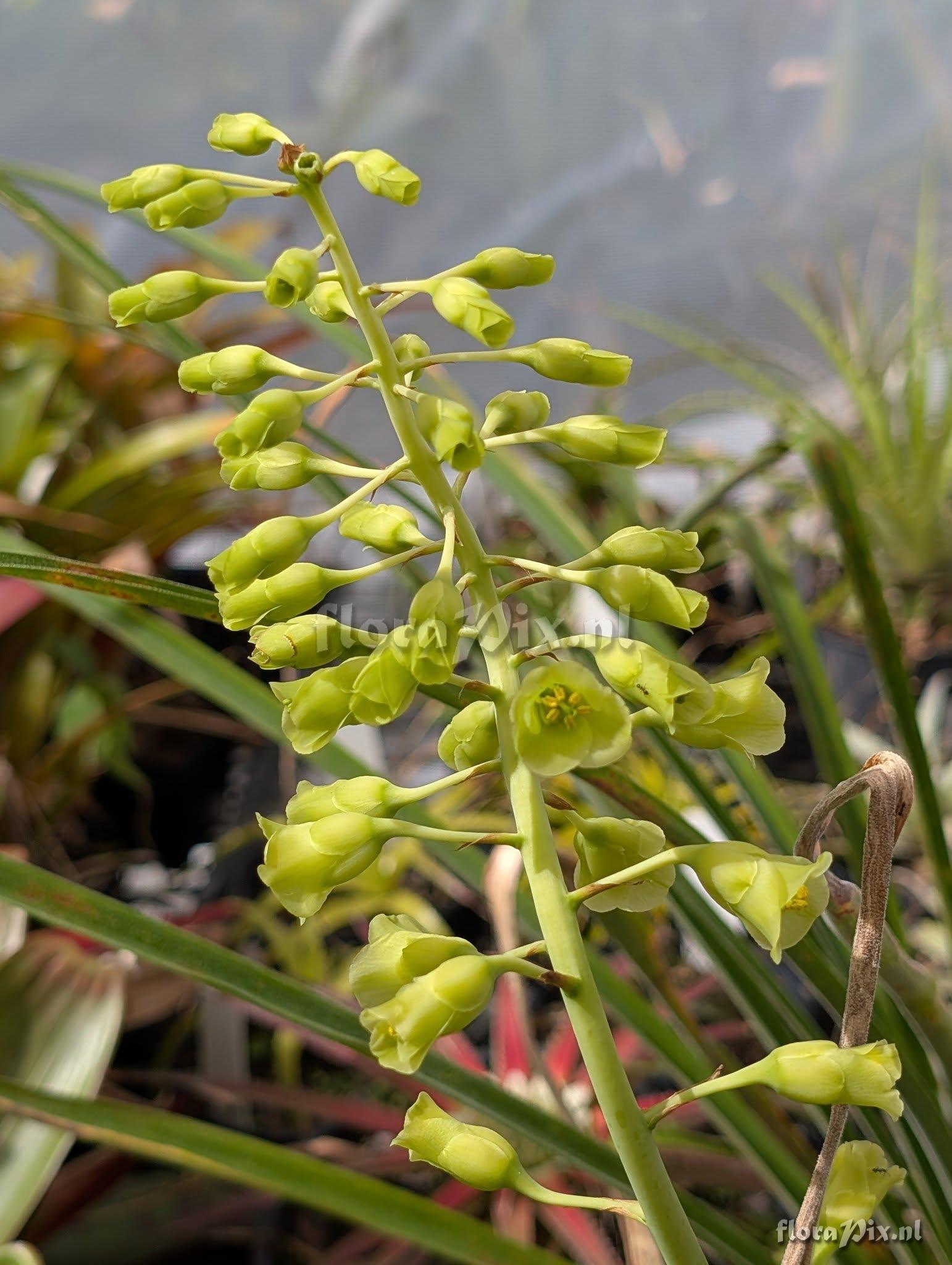 Encholirium pedicellatum