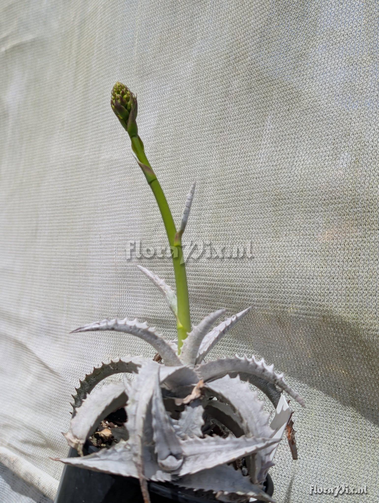 Encholirium pedicellatum