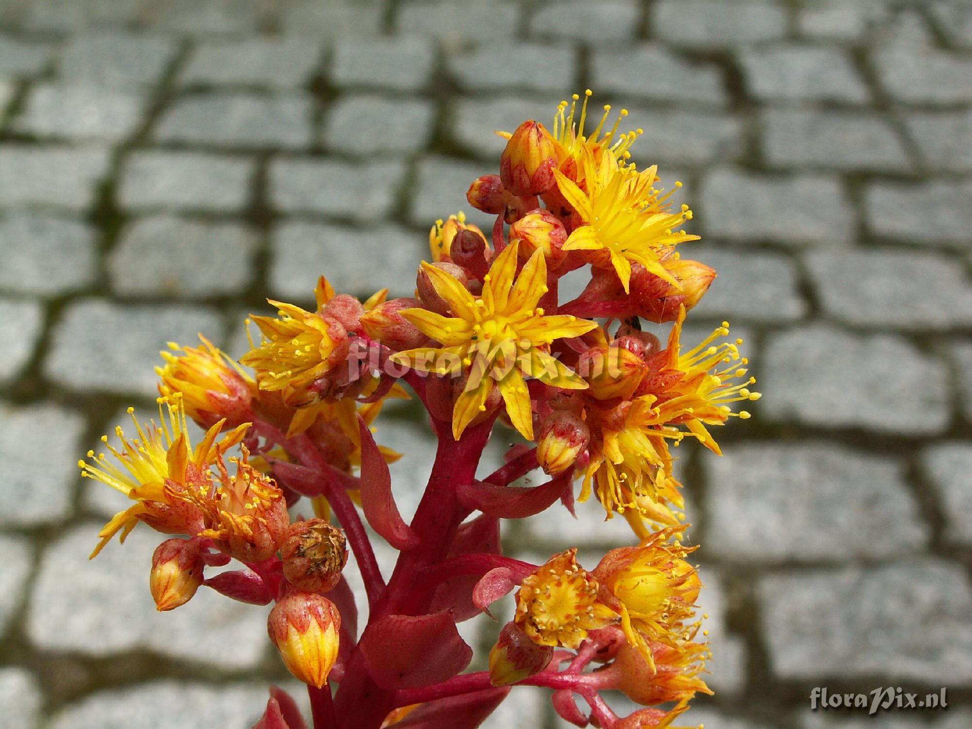 Aeonium leucoblepharum