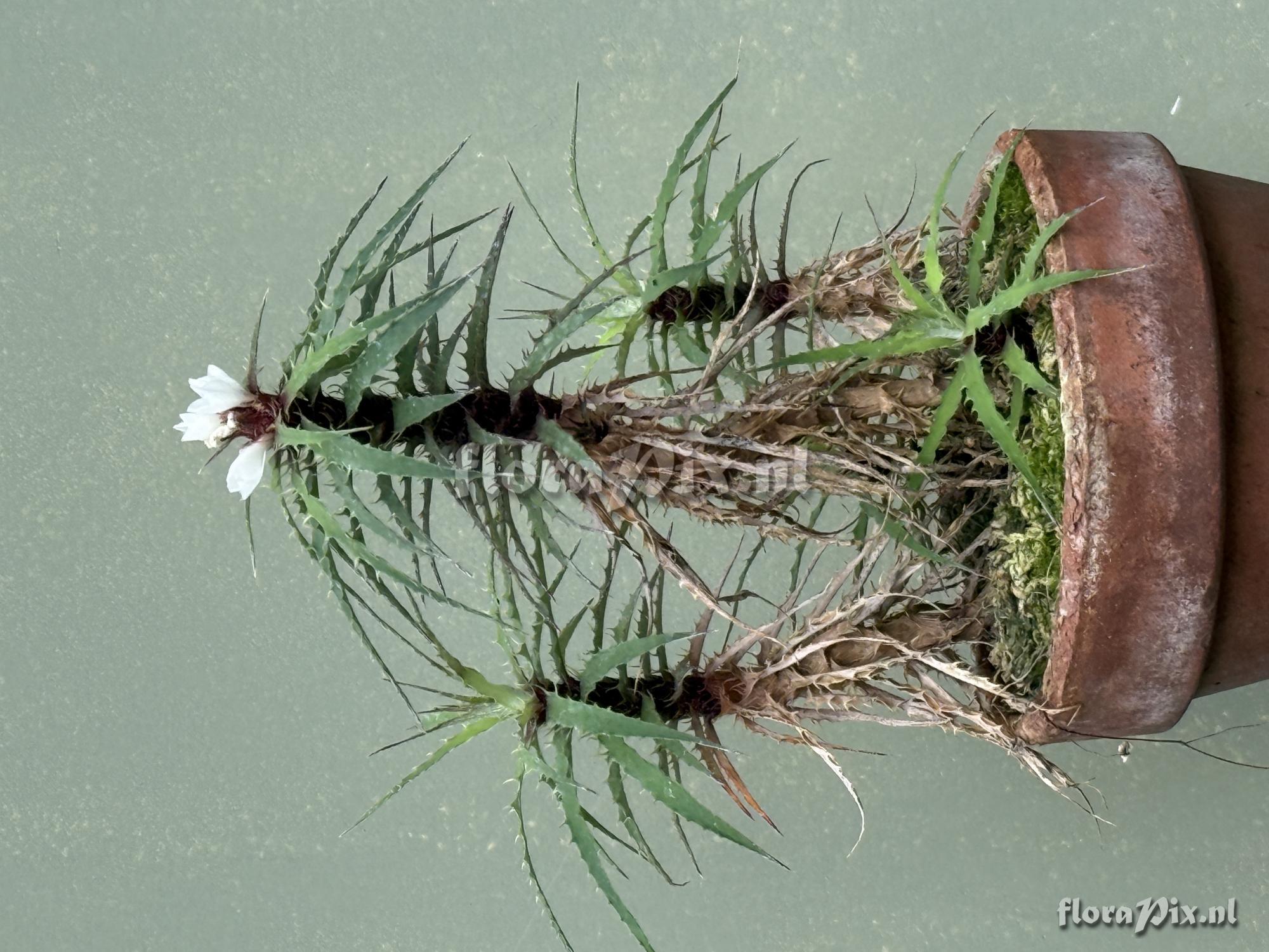 Rokautskyia microglazioui