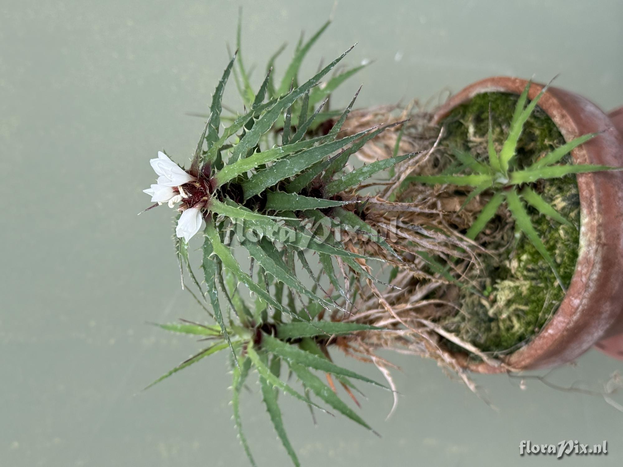 Rokautskyia microglazioui