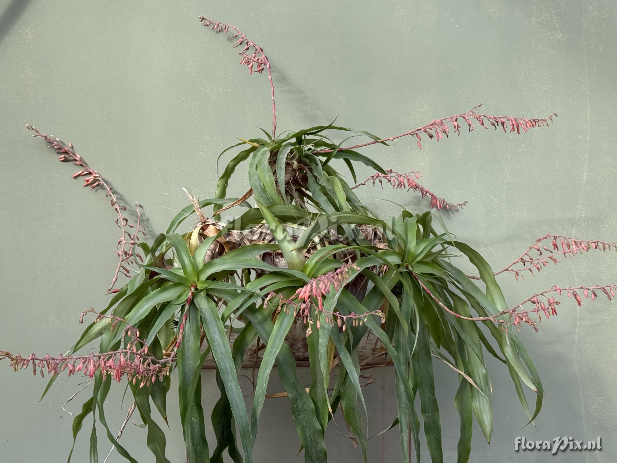 Fosterella spectabilis