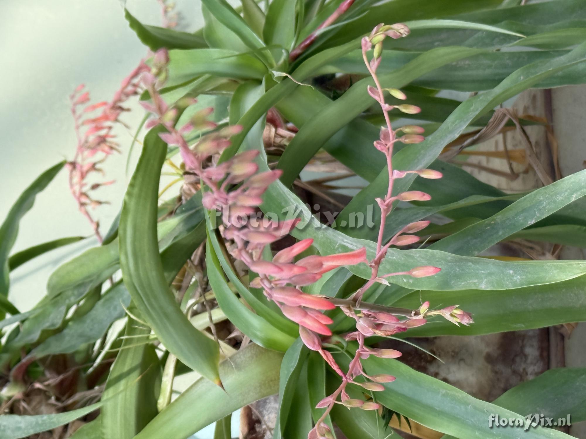 Fosterella spectabilis