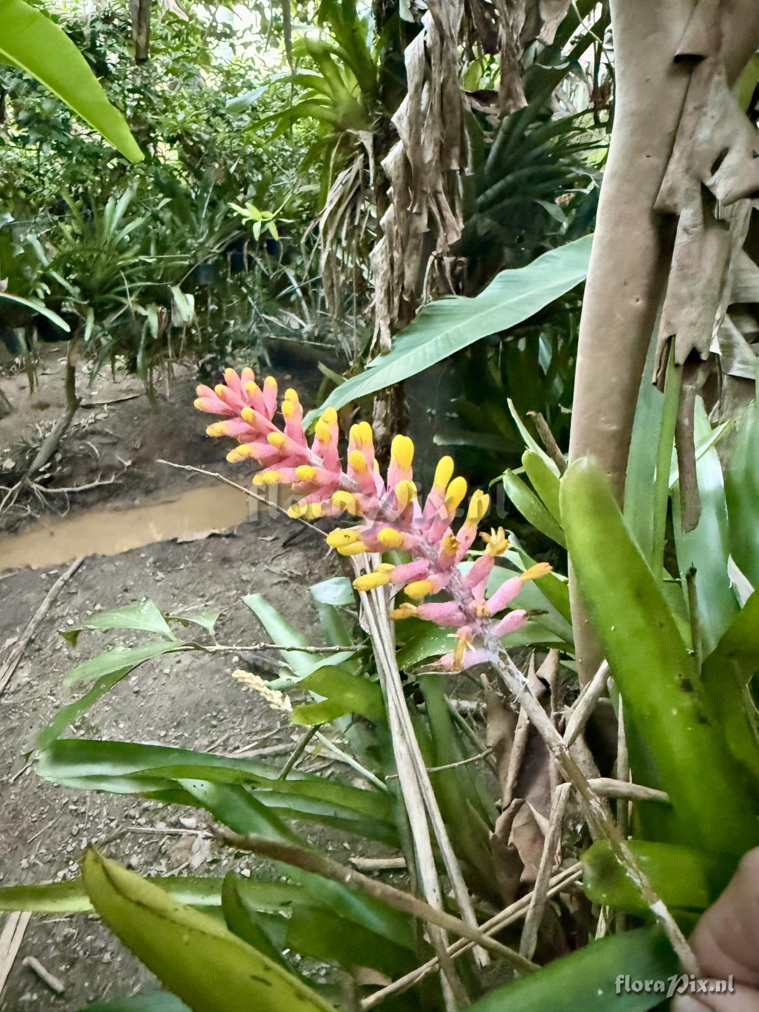 Aechmea blumenavii