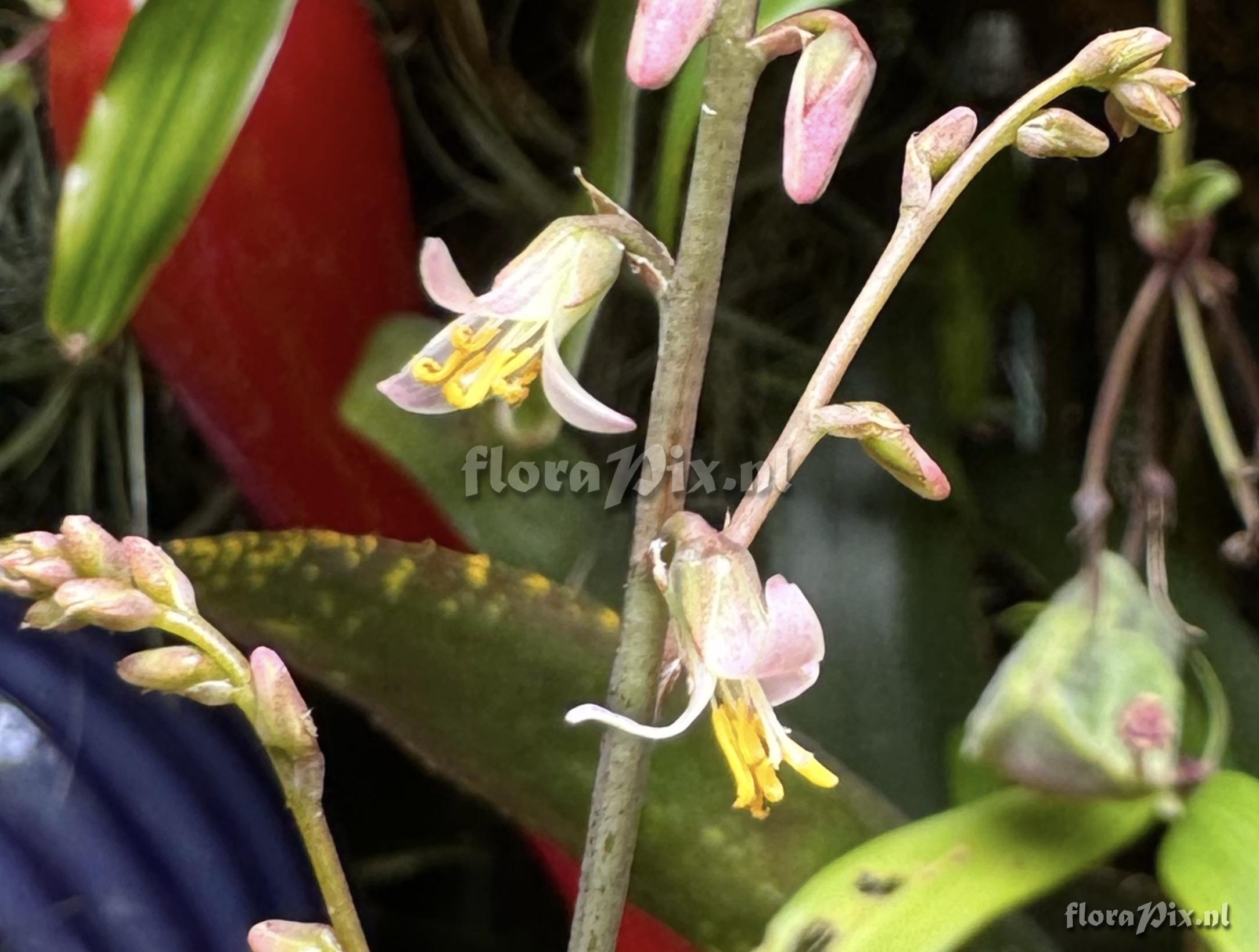 Fosterella penduliflora
