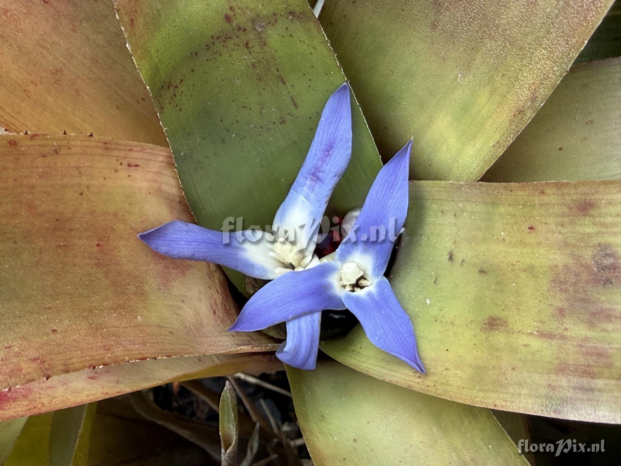 Neoregelia diversifolia