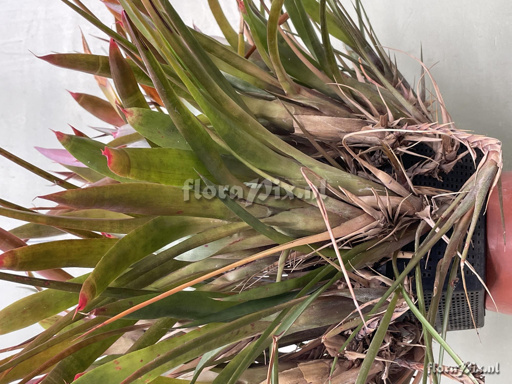 Neoregelia diversifolia
