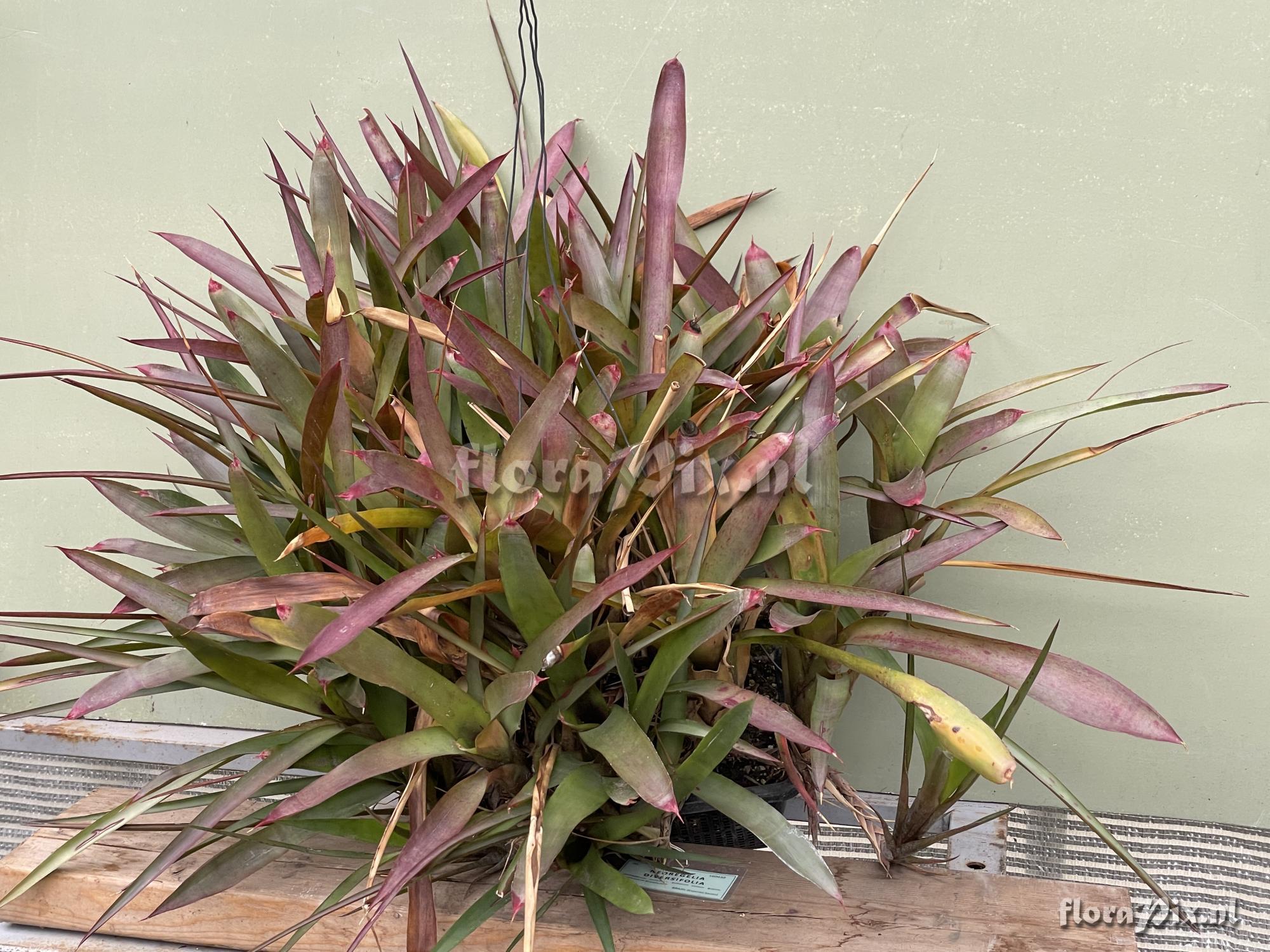 Neoregelia diversifolia