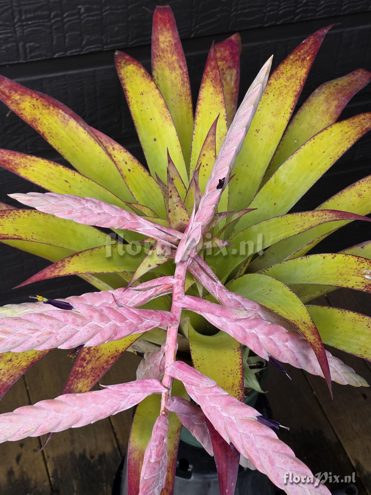 Tillandsia pamelae