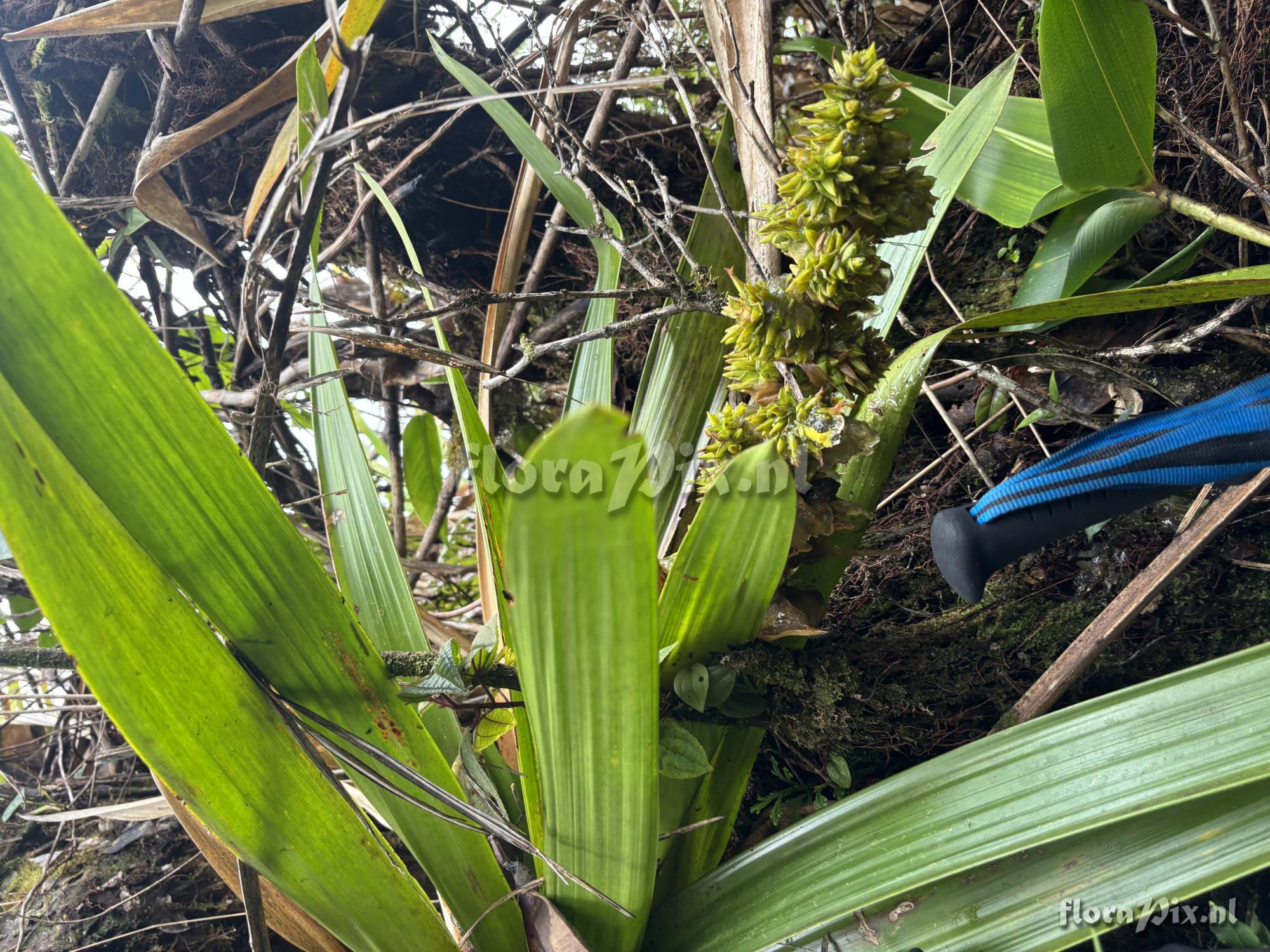 Guzmania nubicola