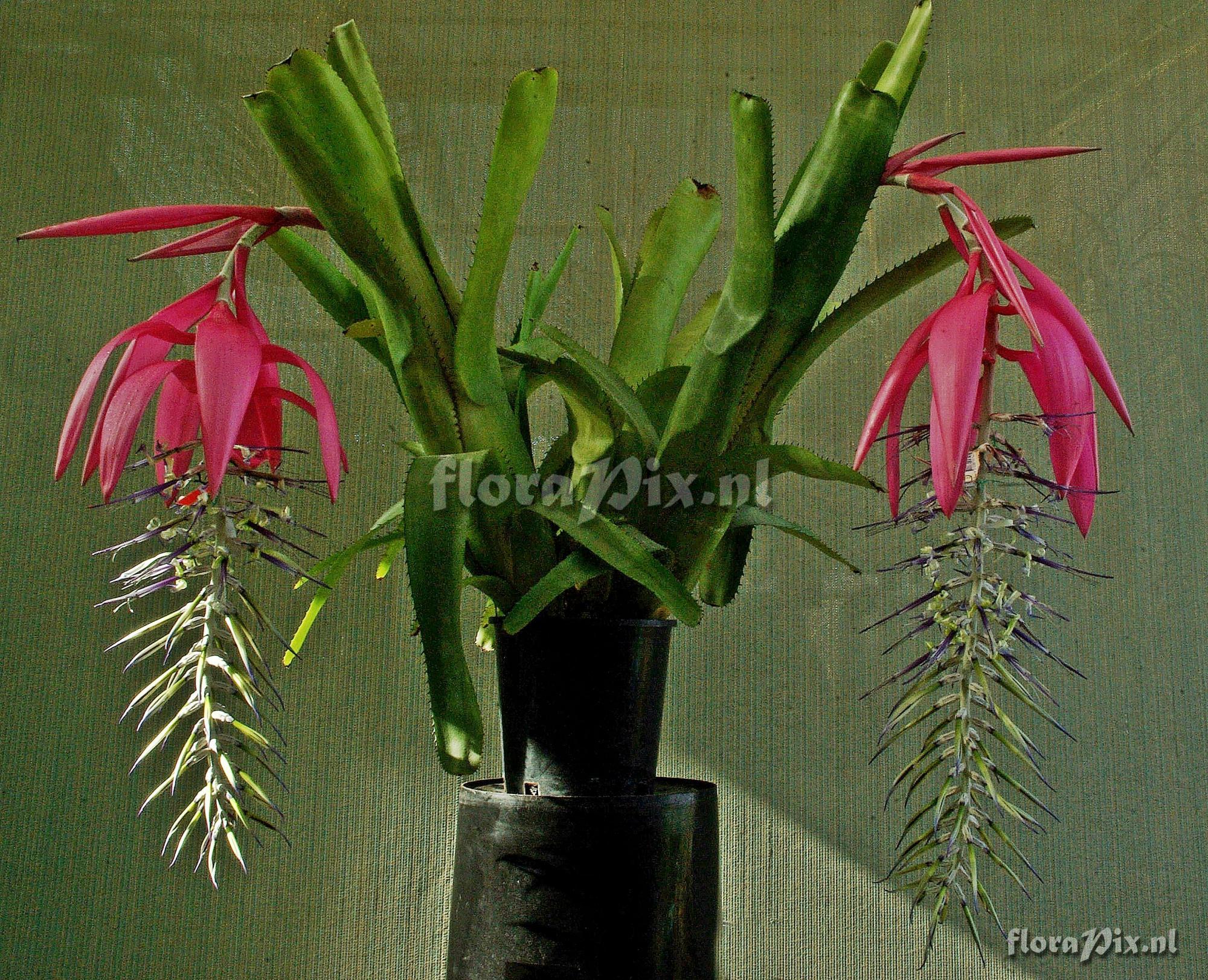 Billbergia alfonsi-joannis