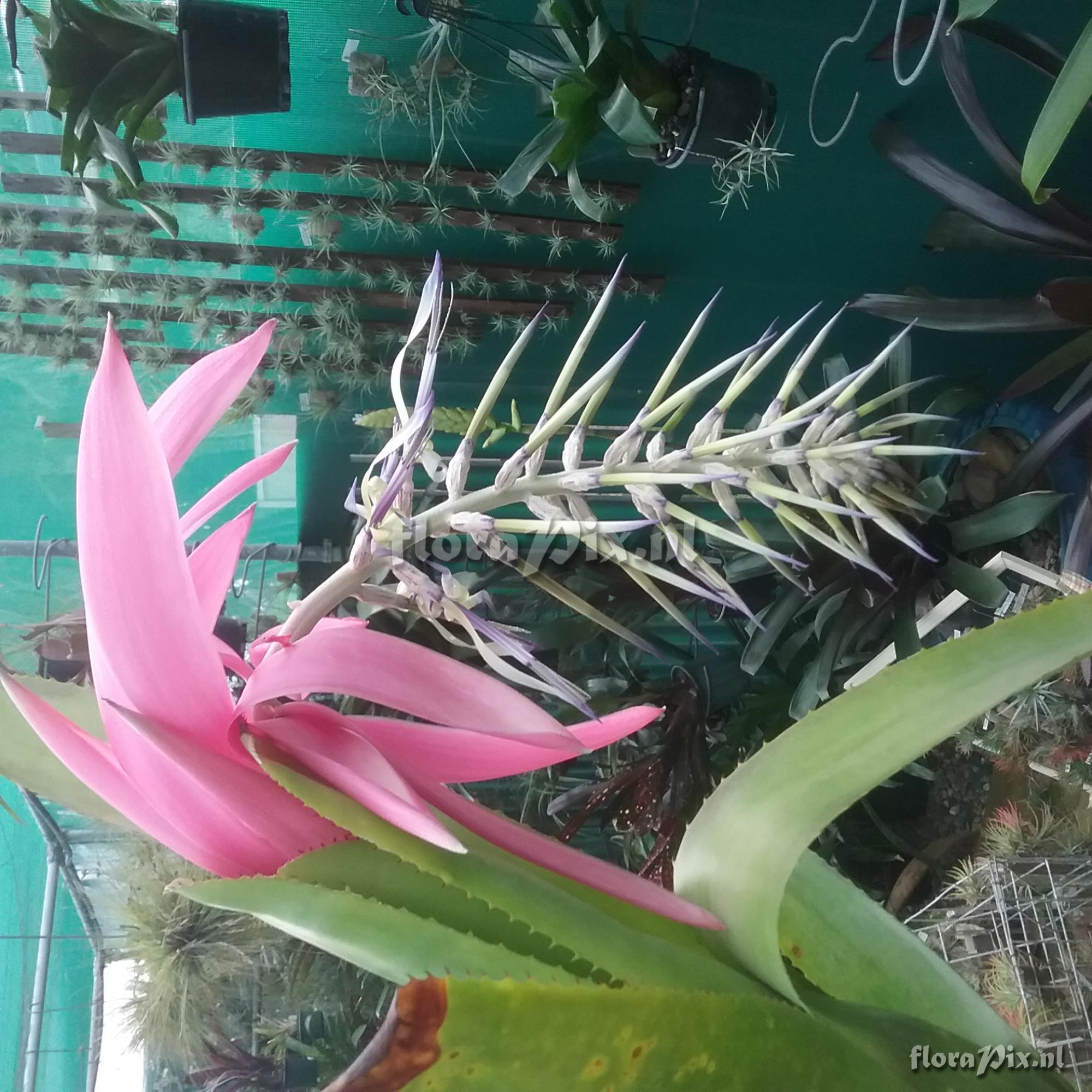 Billbergia alfonsi-joannis