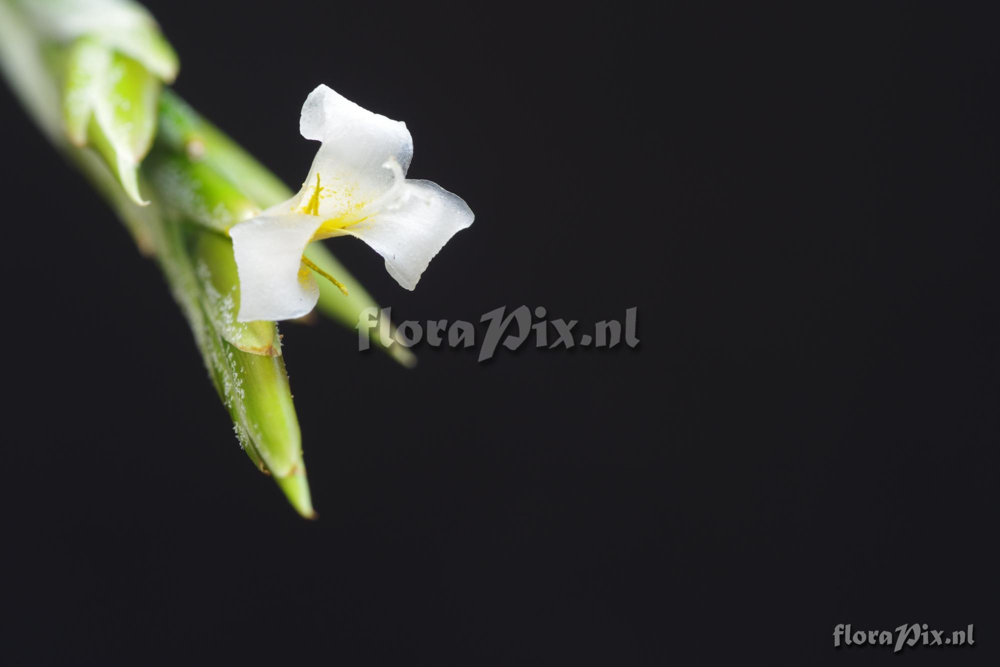Tillandsia afonsoana