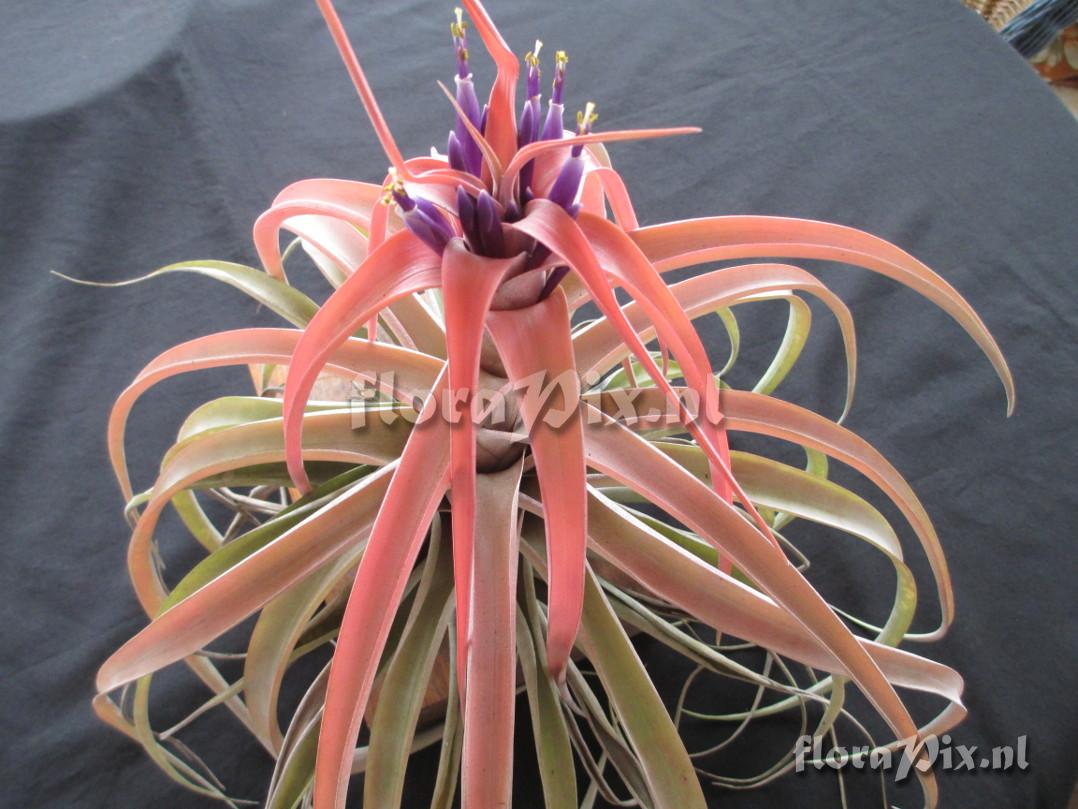 Tillandsia capitata