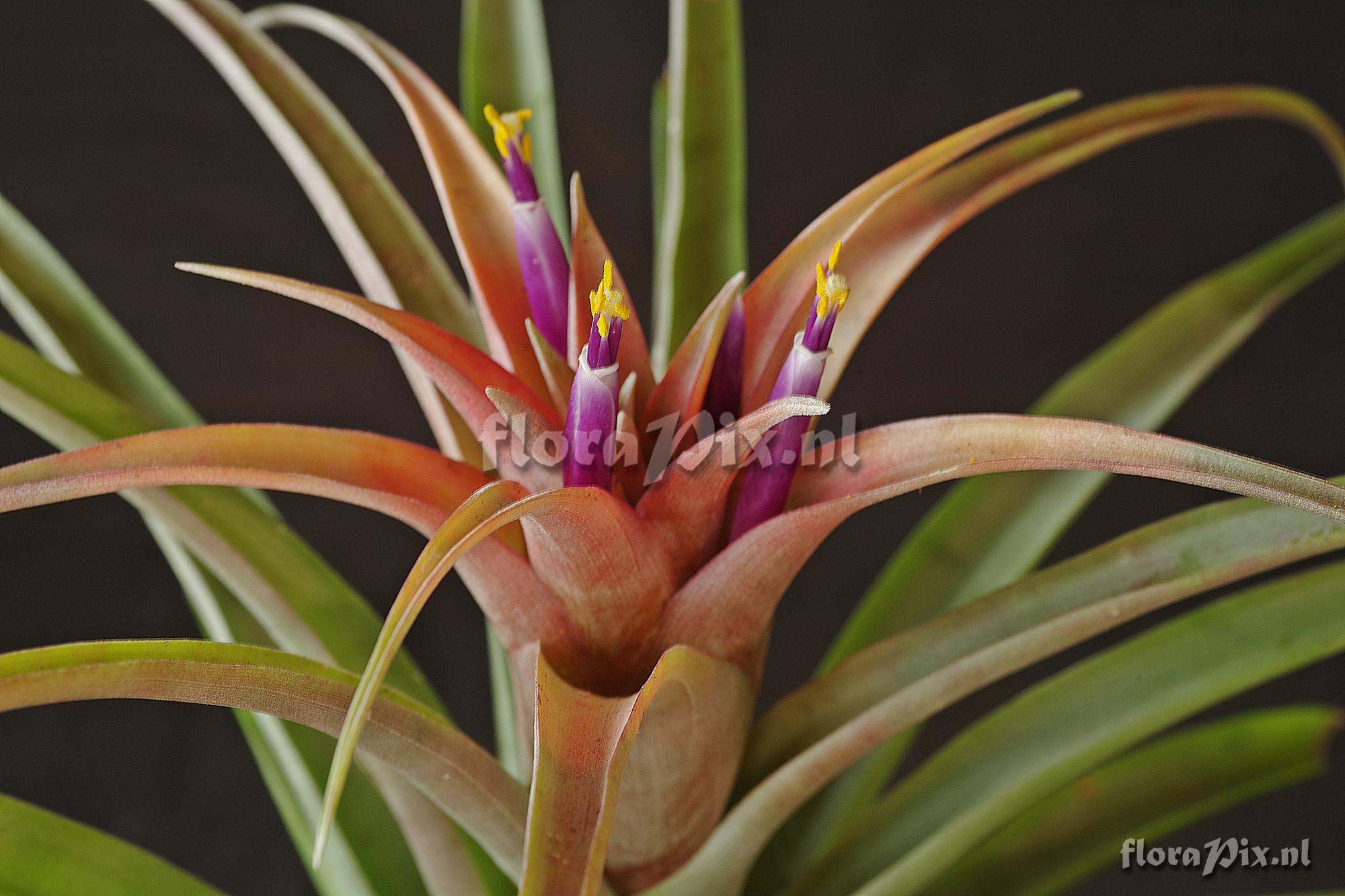 Tillandsia capitata