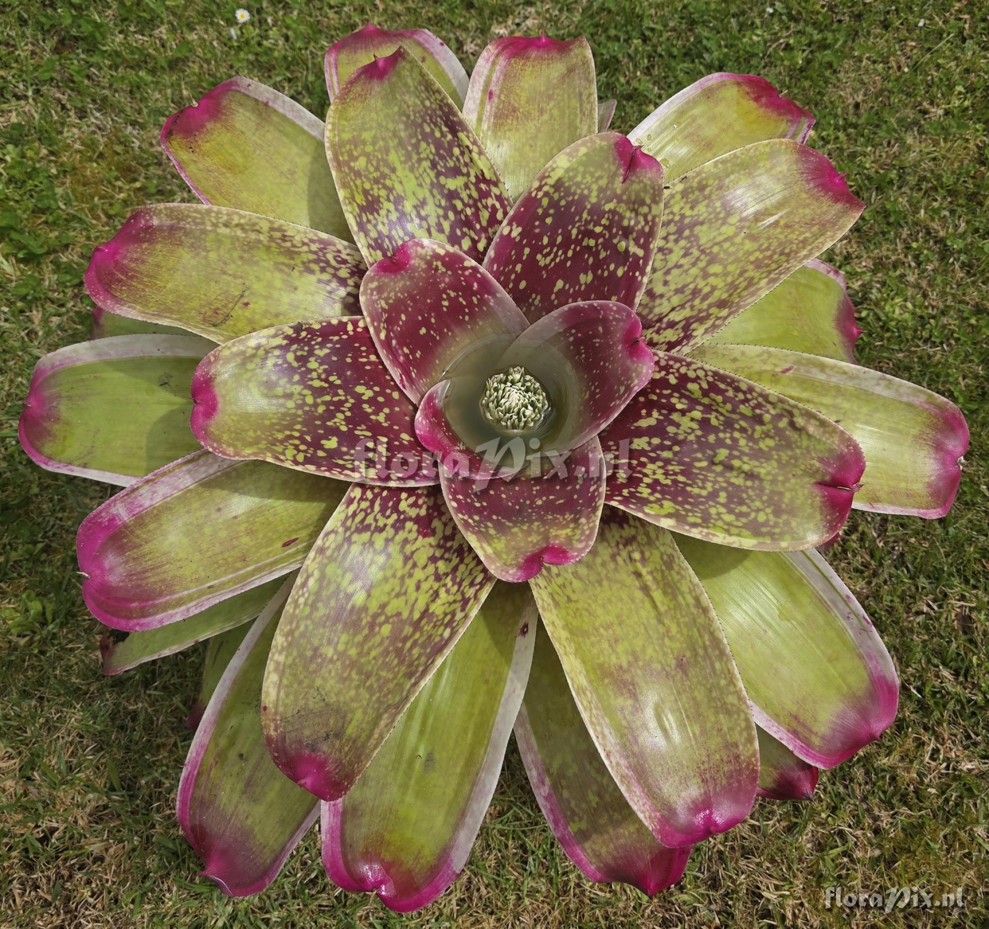 Neoregelia correia-araujoi x