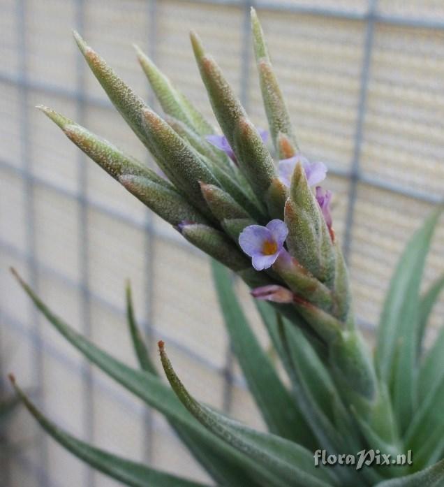Tillandsia 