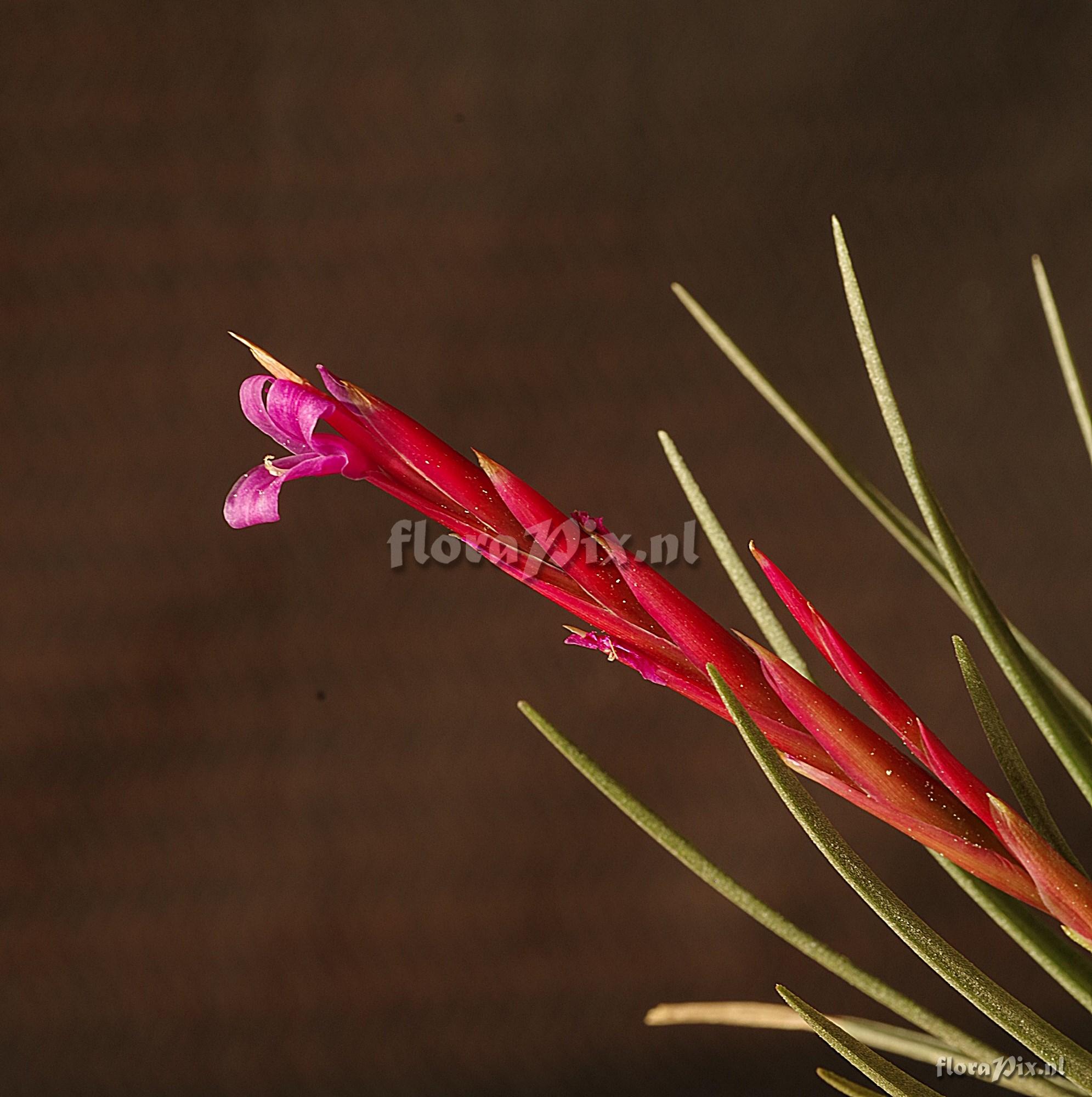Tillandsia dura
