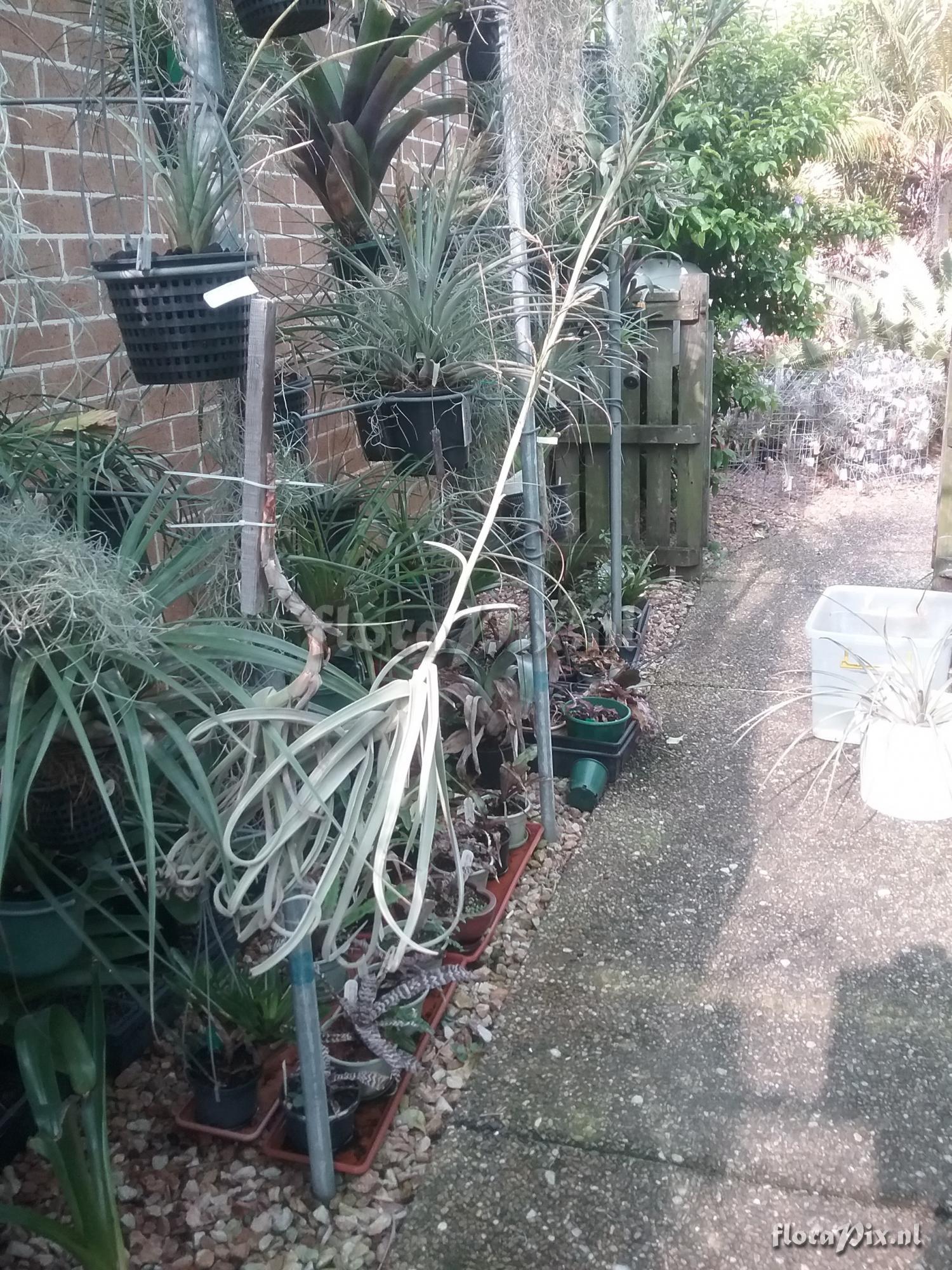 Tillandsia duratii var. saxatilis