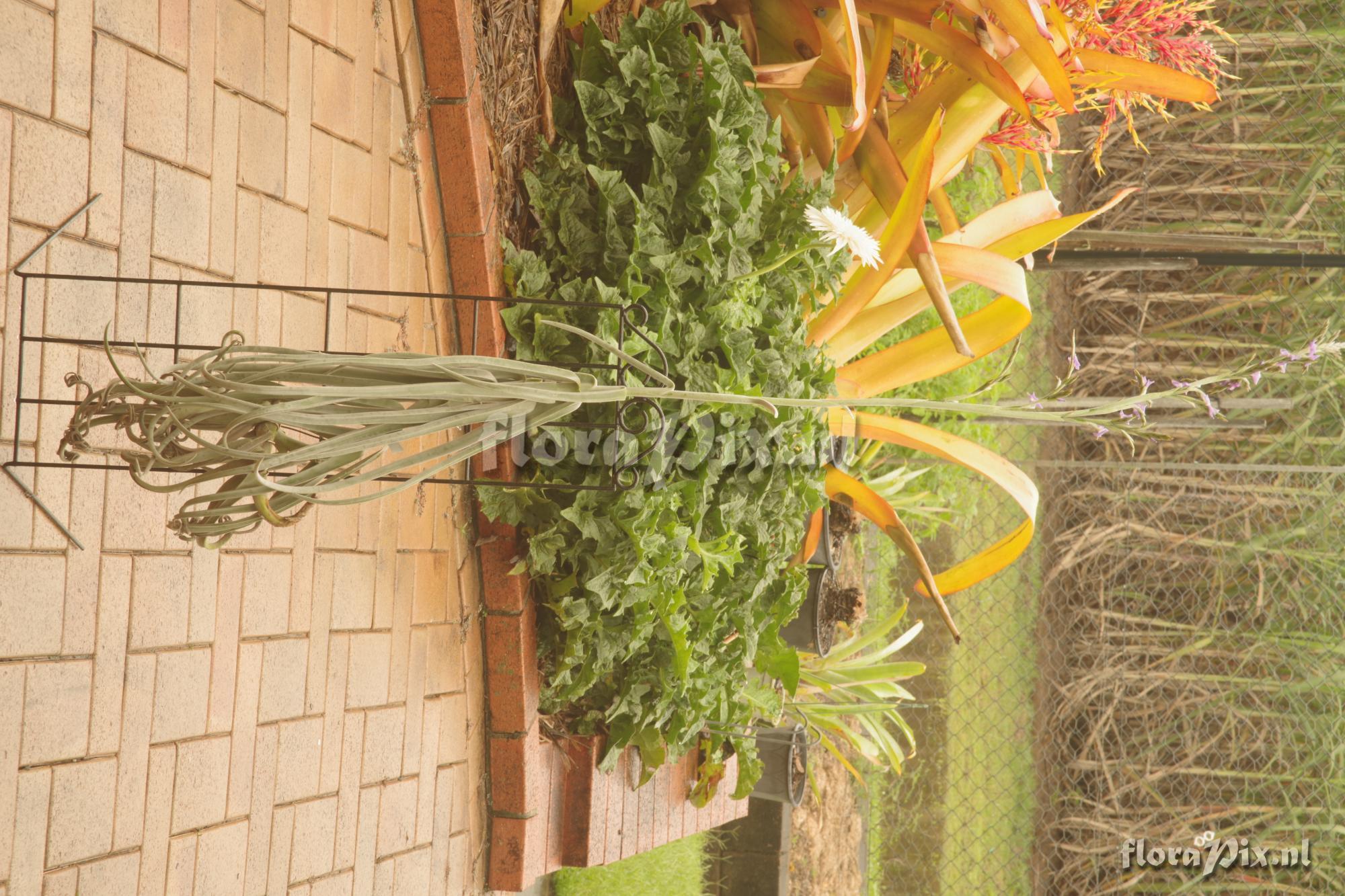 Tillandsia duratii var. saxatilis